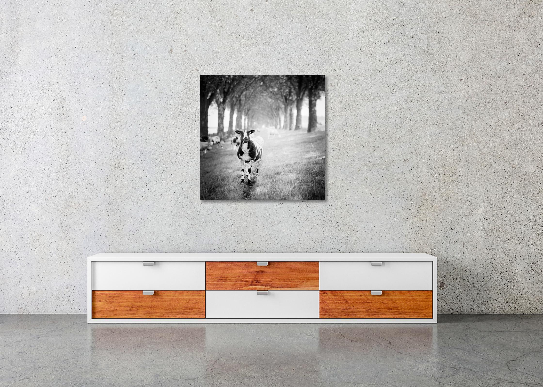 Shaun the Sheep, Tree Avenue, Schwarz-Weiß, bildende Kunst, Landschaft, Fotografie im Angebot 2