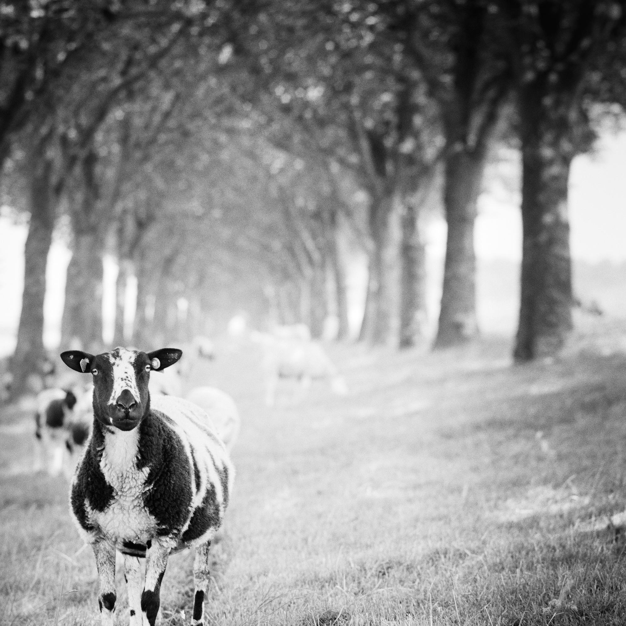 Shaun the Sheep, Tree Avenue, Schwarz-Weiß, bildende Kunst, Landschaft, Fotografie im Angebot 3