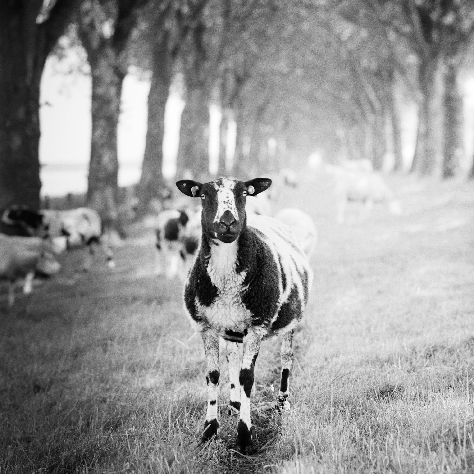 Shaun the Sheep, Tree Avenue, Schwarz-Weiß, bildende Kunst, Landschaft, Fotografie im Angebot 4