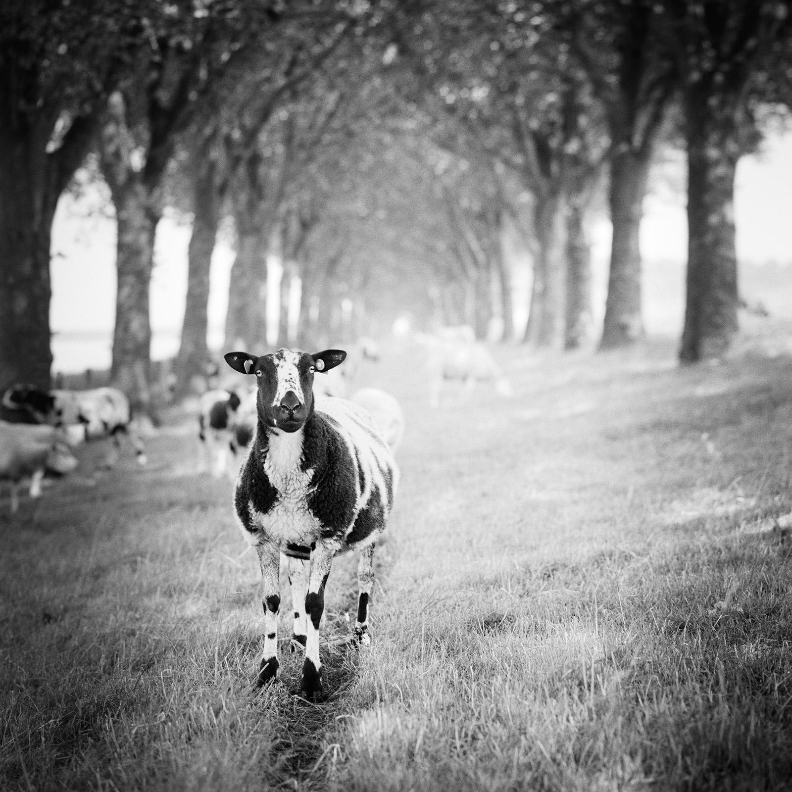 Gerald Berghammer Black and White Photograph – Shaun the Sheep, Tree Avenue, Schwarz-Weiß, bildende Kunst, Landschaft, Fotografie