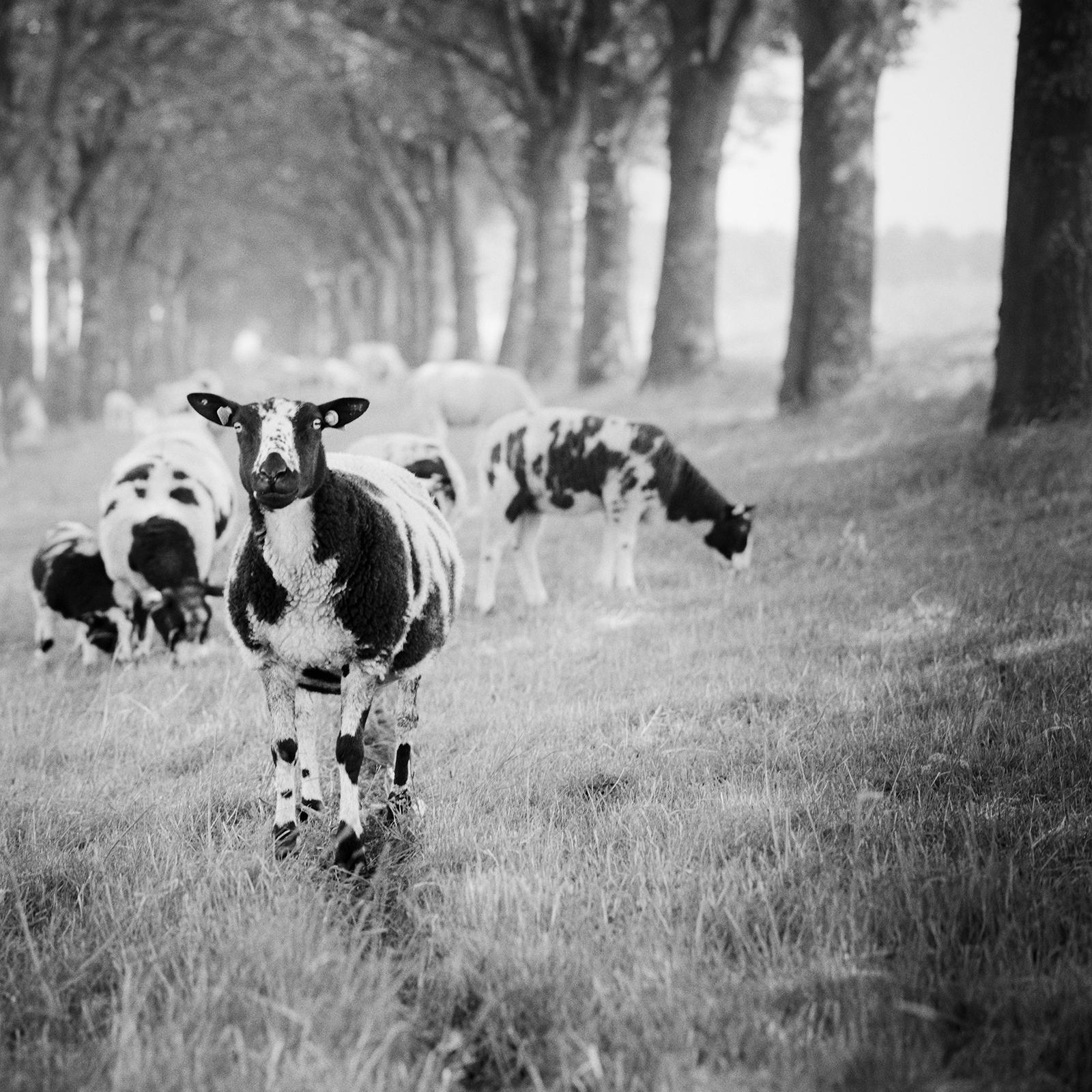 Shaun the Sheep, Tree Avenue, black and white photography, fine art, landscape For Sale 5