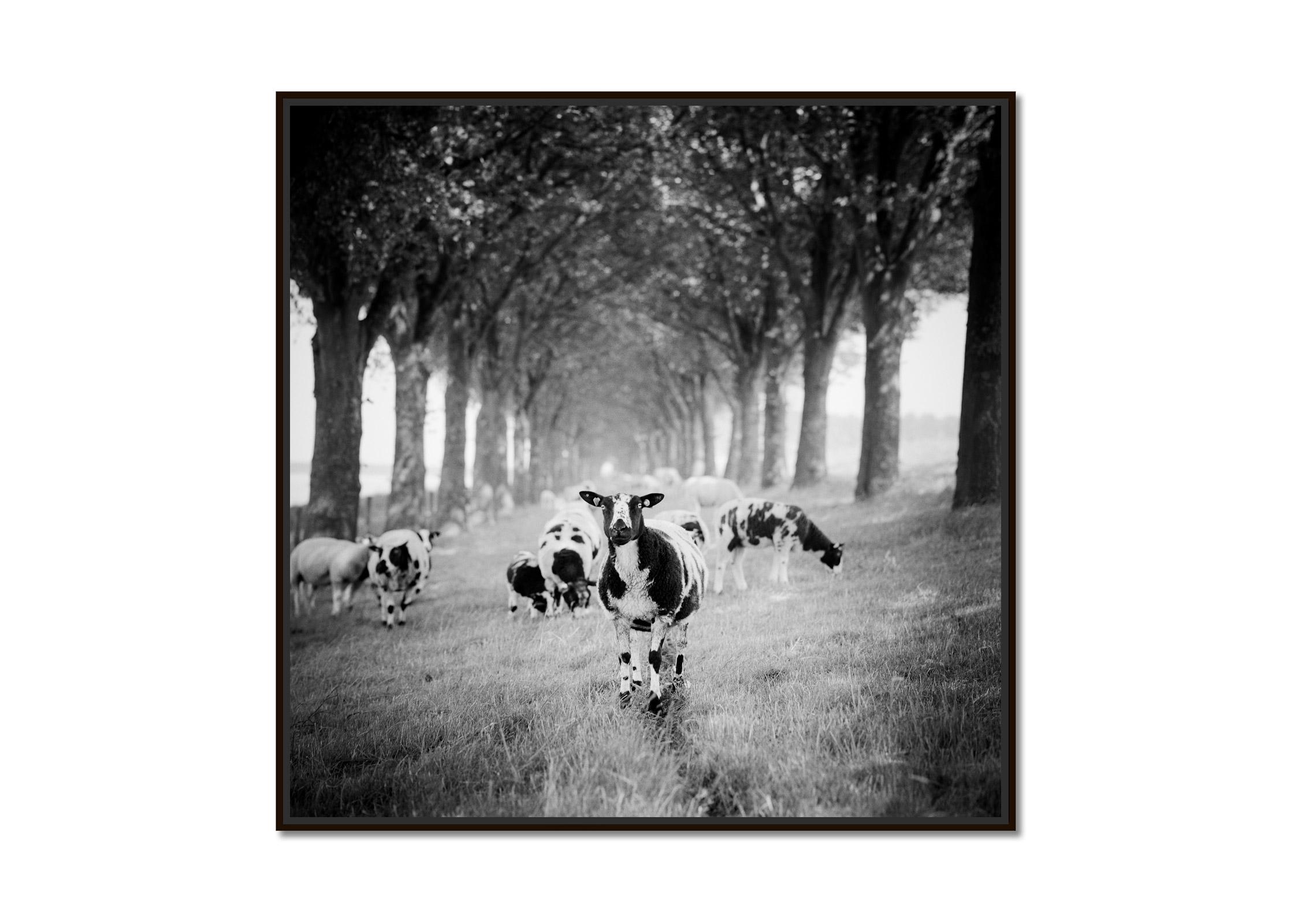 Shaun the Sheep, Tree Avenue, black and white photography, fine art, landscape - Photograph by Gerald Berghammer
