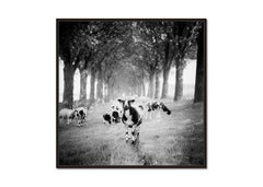 Shaun the Sheep, Tree Avenue, B&W photograph, limited edition landscape, print