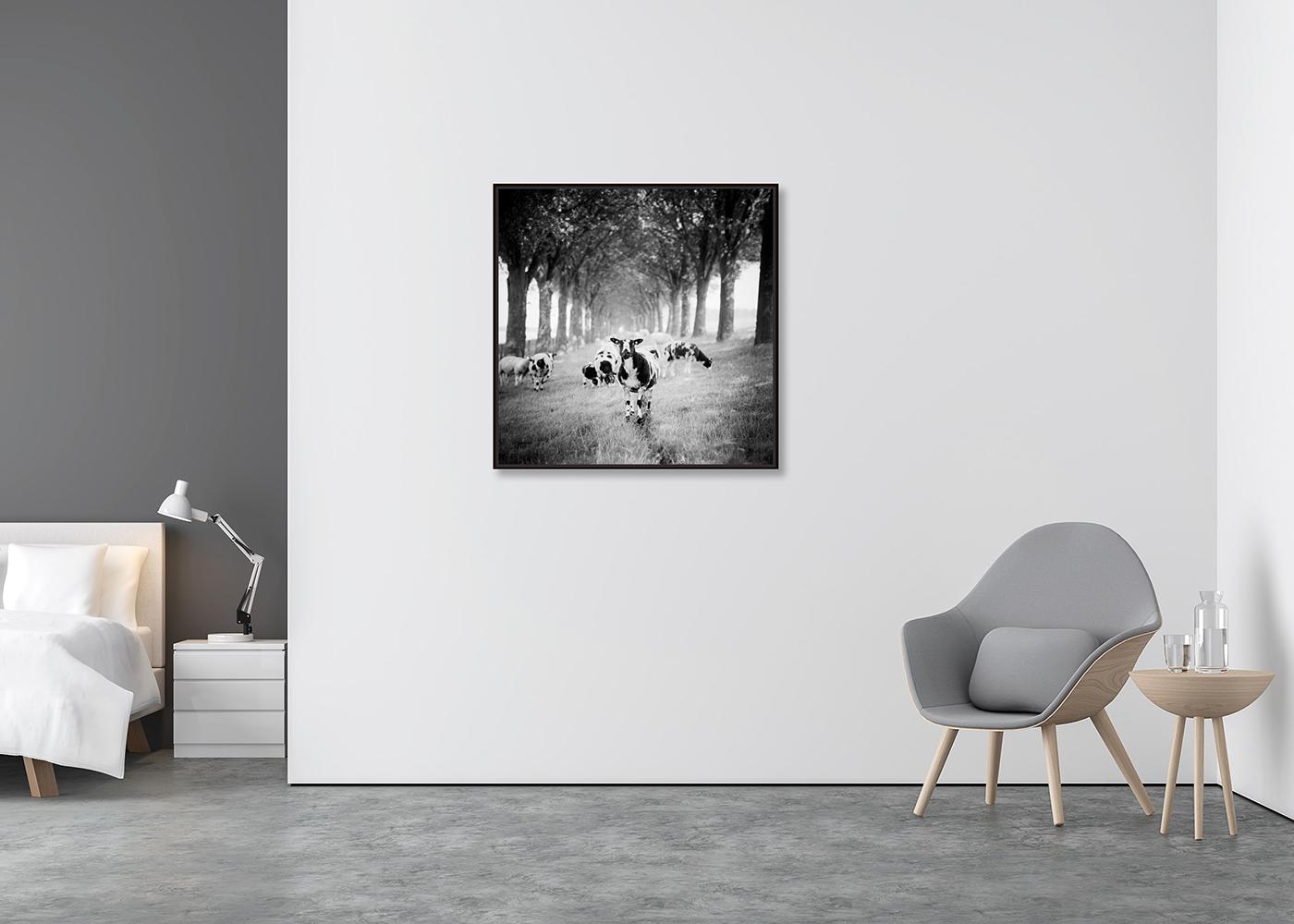 Shaun the Sheep, Tree Avenue, B&W photograph, limited edition landscape, print - Contemporary Photograph by Gerald Berghammer