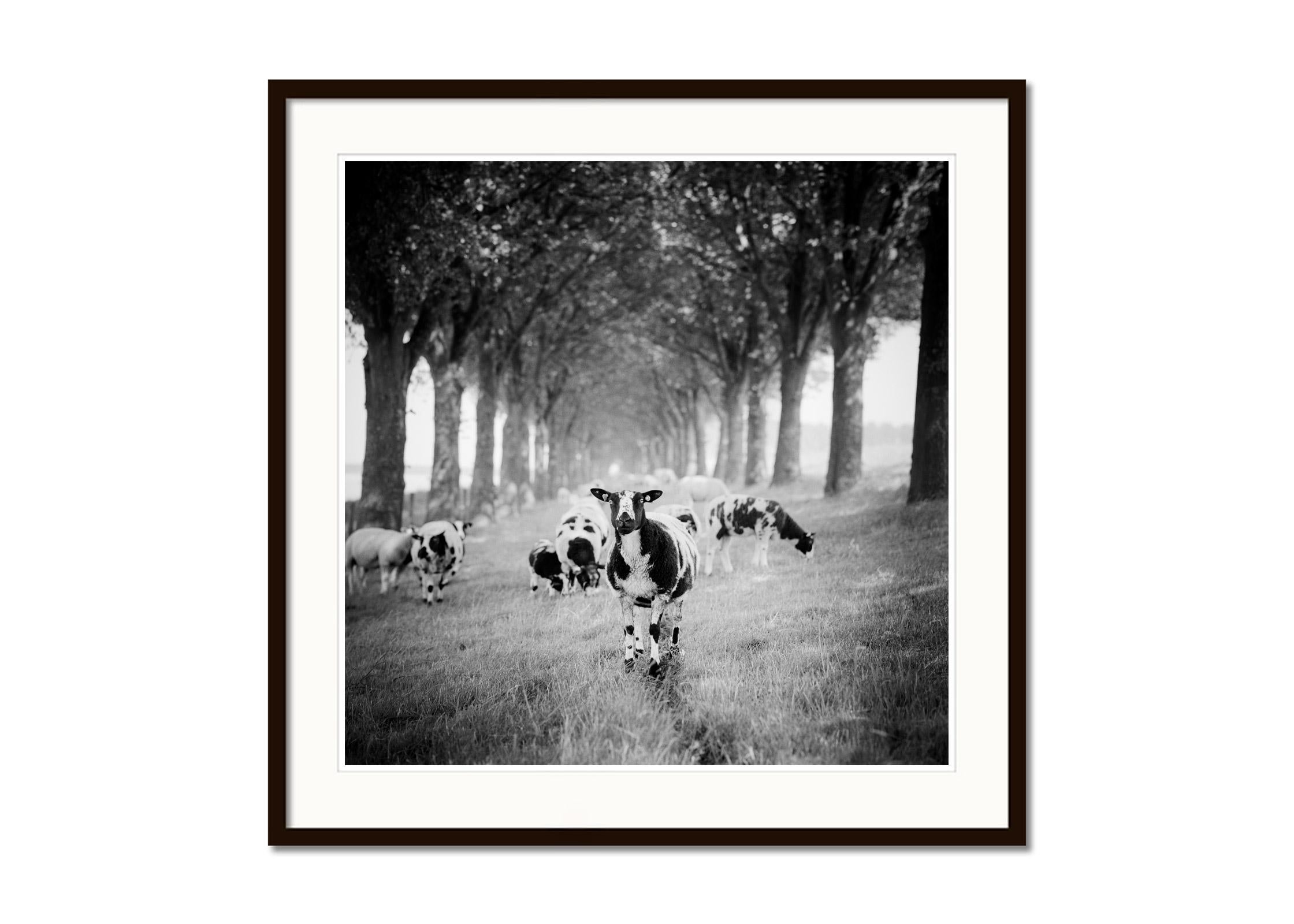 Shaun the Sheep, Tree Avenue, Schwarz-Weiß-Fotografie, bildende Kunst, Landschaft (Grau), Black and White Photograph, von Gerald Berghammer