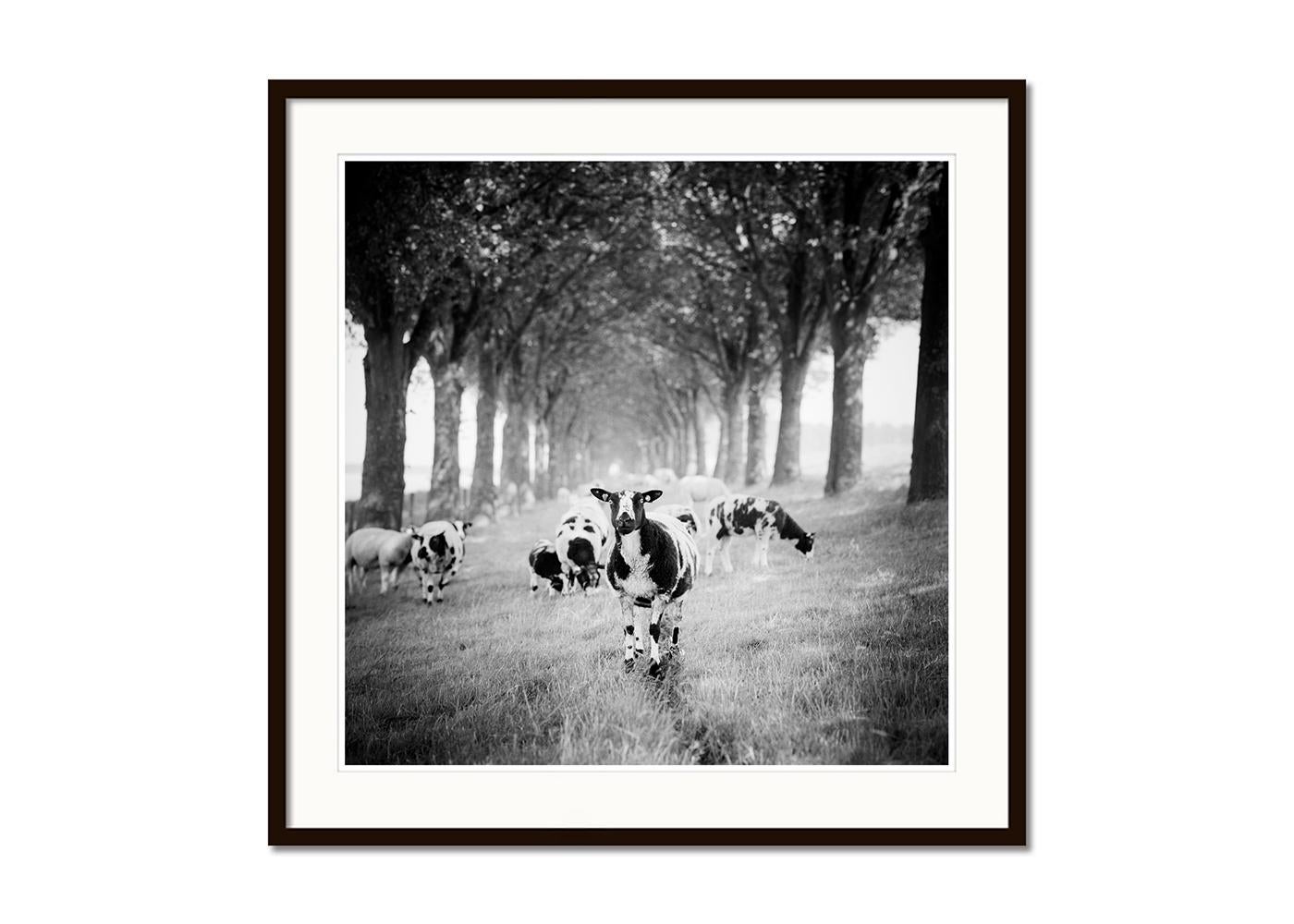 Shaun the Sheep, Tree Avenue, B&W photograph, limited edition landscape, print - Gray Black and White Photograph by Gerald Berghammer