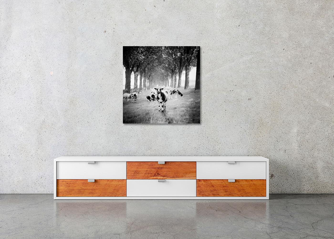 Shaun the Sheep, Tree Avenue, B&W photograph, limited edition landscape, print For Sale 2