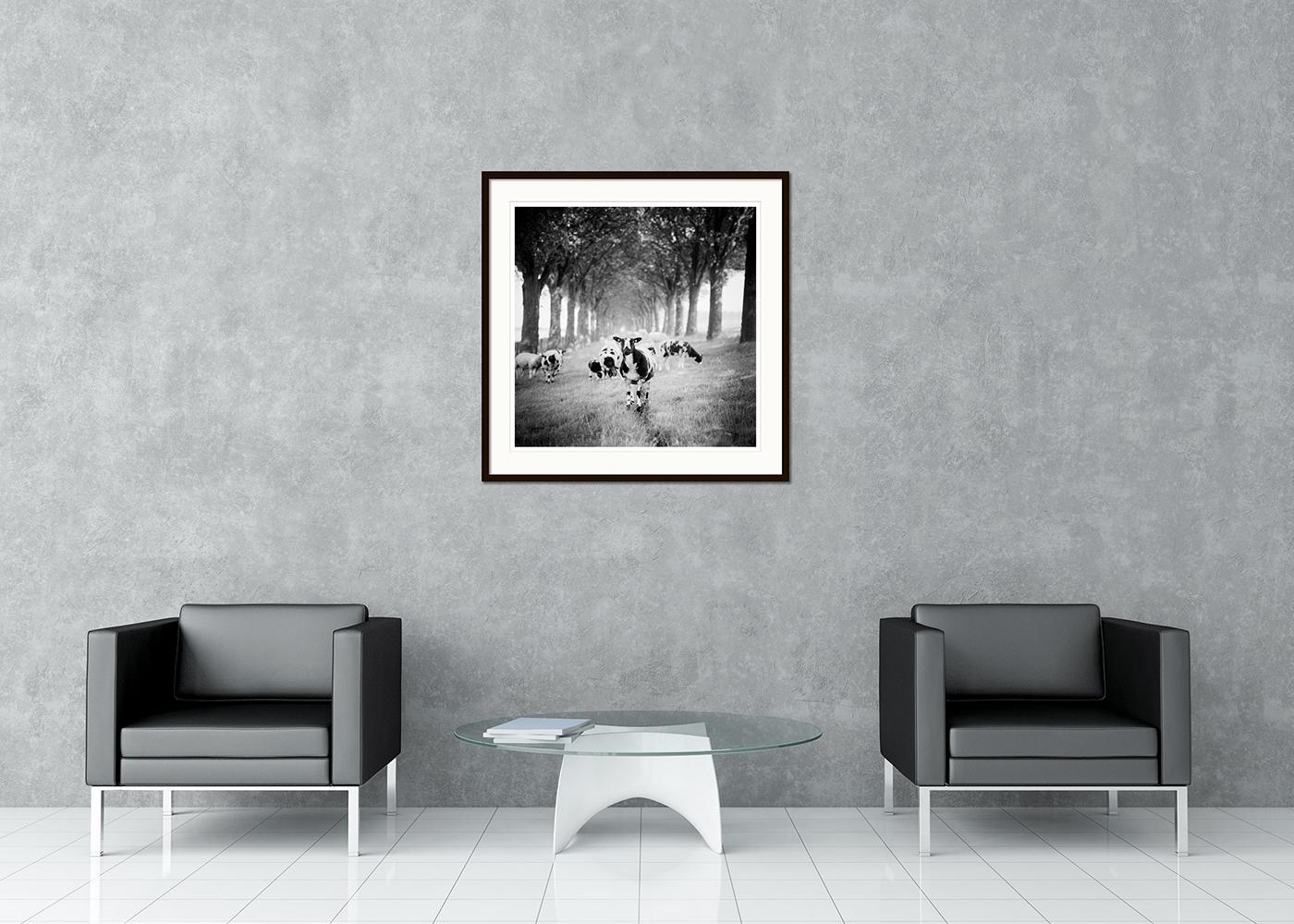 Black and White Fine Art panorama landscape photography. Lots of sheep in a beautiful tree avenue in the Netherlands. Archival pigment ink print, edition of 9. Signed, titled, dated and numbered by artist. Certificate of authenticity included.