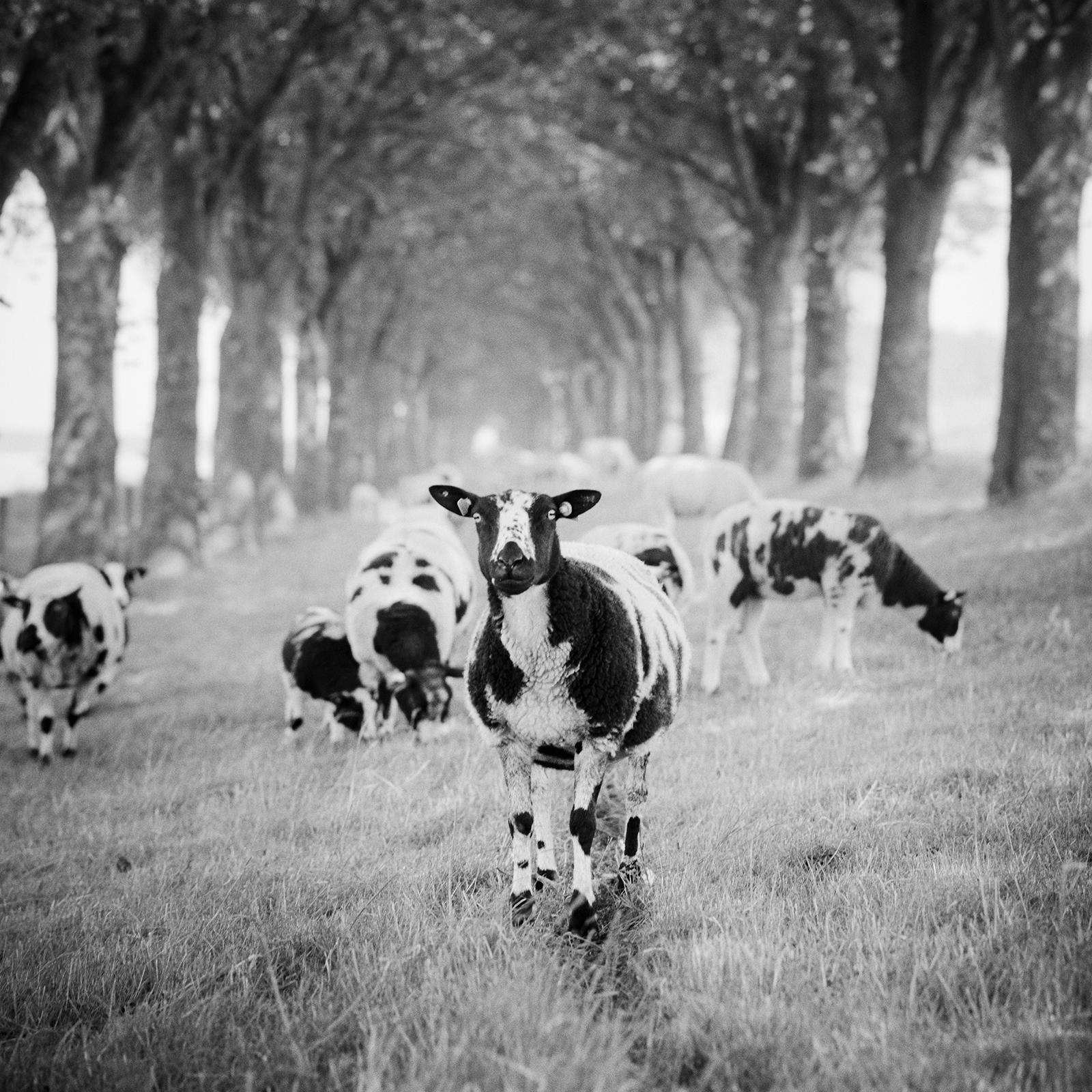 Shaun the Sheep, Tree Avenue, black and white photography, fine art, landscape For Sale 3