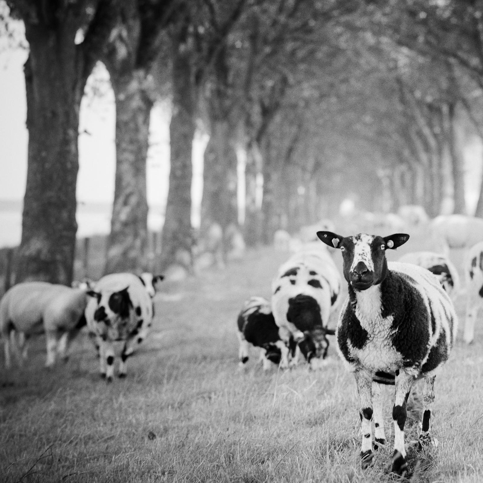 Shaun the Sheep, Tree Avenue, black and white photography, fine art, landscape For Sale 4