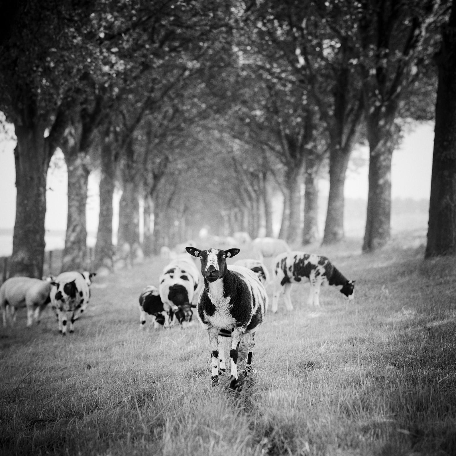 Gerald Berghammer Black and White Photograph - Shaun the Sheep, Tree Avenue, black and white photography, fine art, landscape