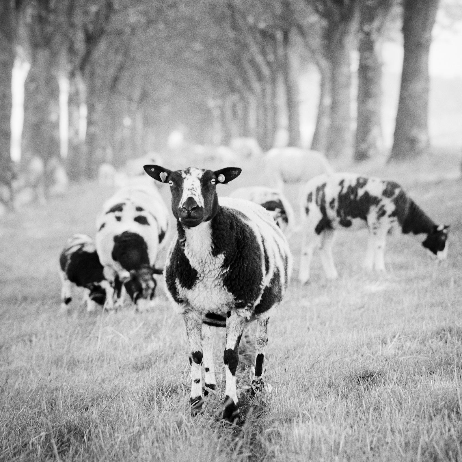 Shaun the Sheep, Tree Avenue, B&W photograph, limited edition landscape, print For Sale 5