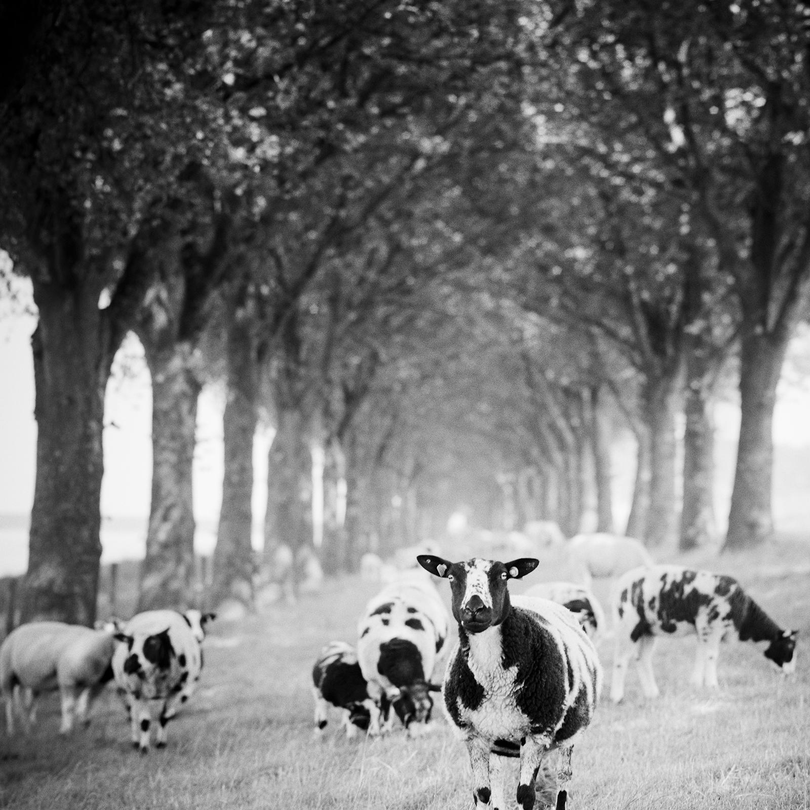 Shaun the Sheep, Tree Avenue, B&W photograph, limited edition landscape, print For Sale 3