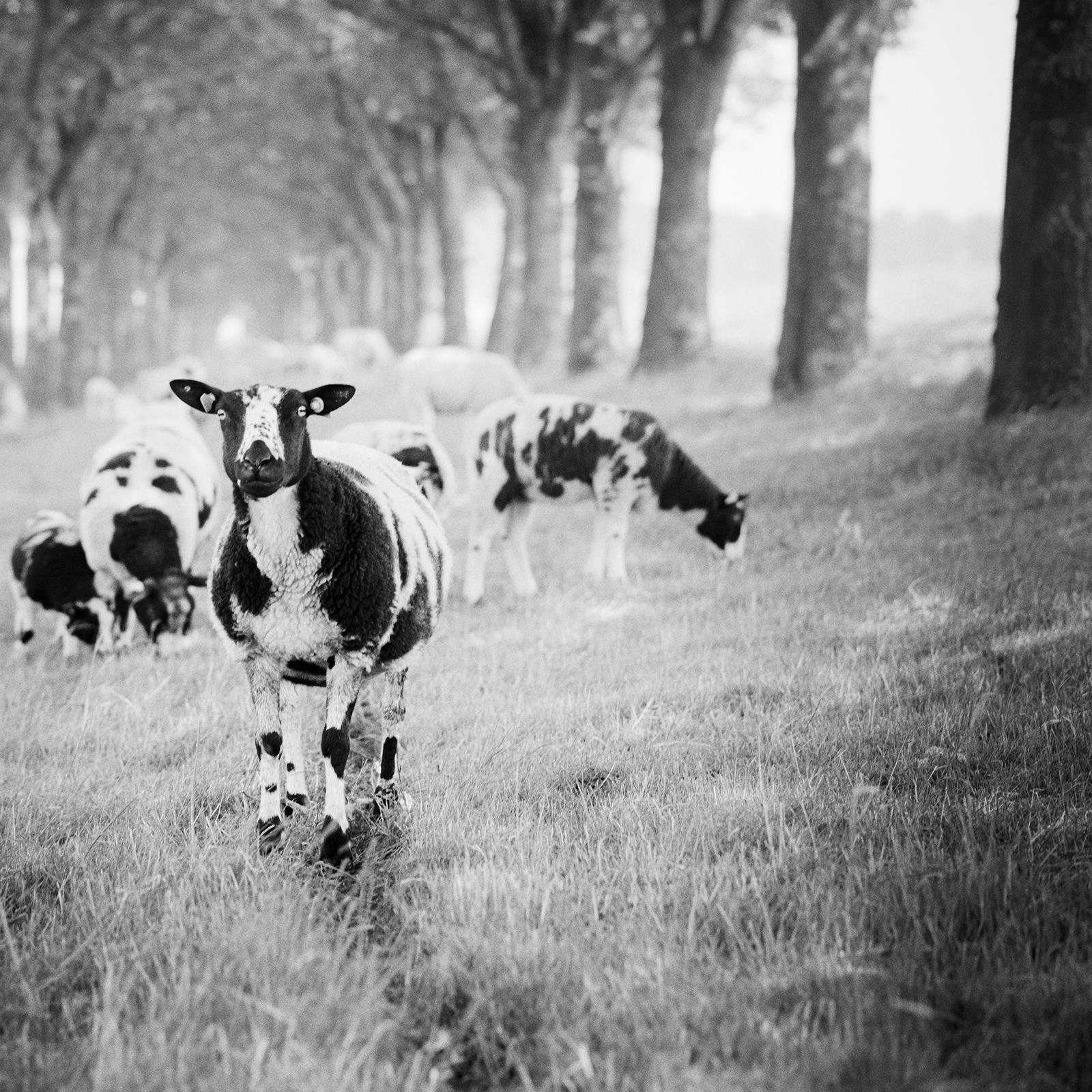 Shaun the Sheep, Tree Avenue, B&W photograph, limited edition landscape, print For Sale 4