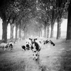 Shaun the Sheep, Tree Avenue, B&W photograph, limited edition landscape, print