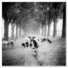 Shaun the Sheep, Tree Avenue, Paesi Bassi, edizione limitata in bianco e nero