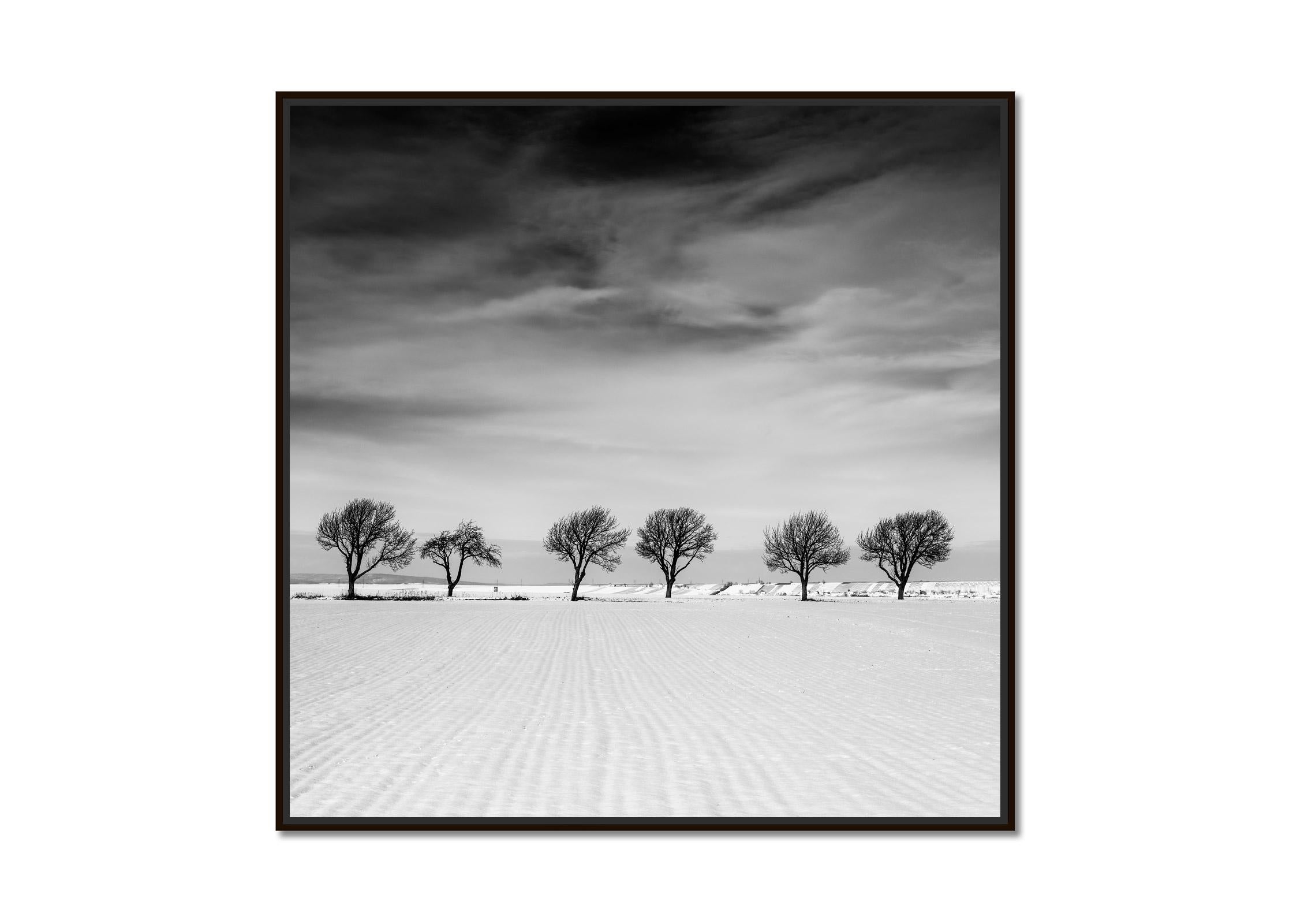 Sechs Bäume im verschneiten Feld, Österreich, Schwarz-Weiß-Fotografie, limitierte Auflage – Photograph von Gerald Berghammer