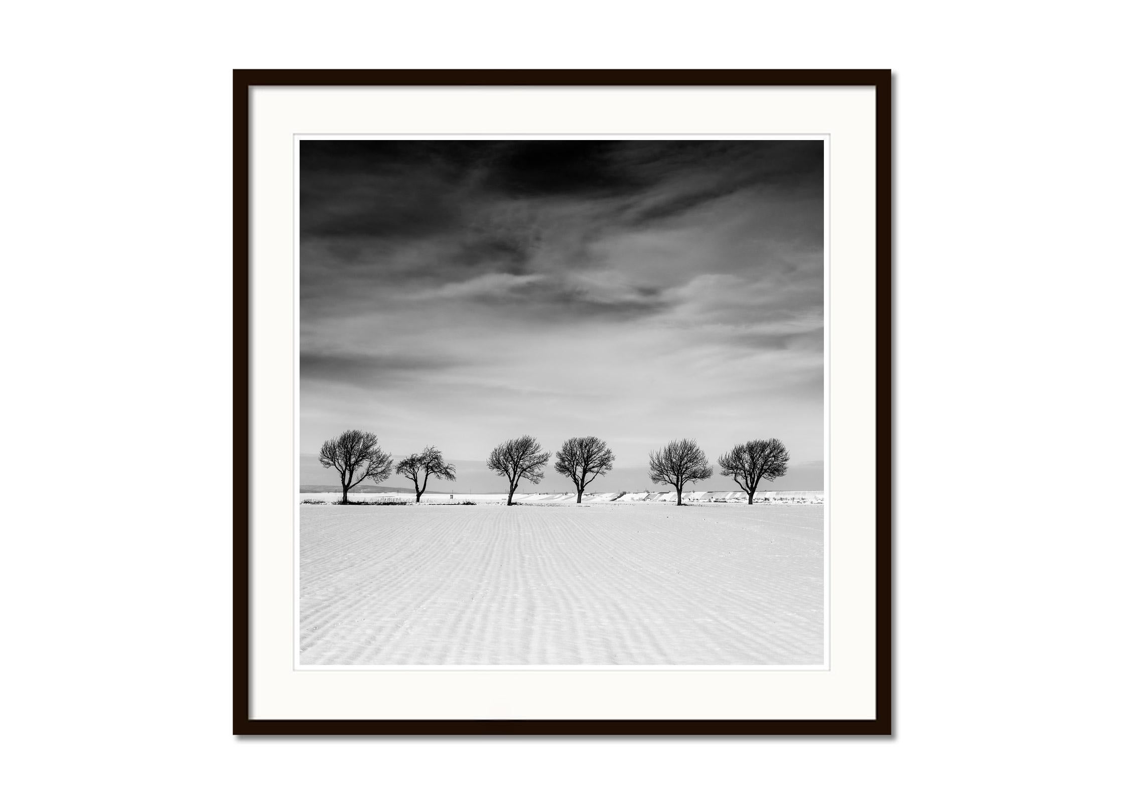 Sechs Bäume im verschneiten Feld, Österreich, Schwarz-Weiß-Fotografie, limitierte Auflage (Abstrakt), Photograph, von Gerald Berghammer
