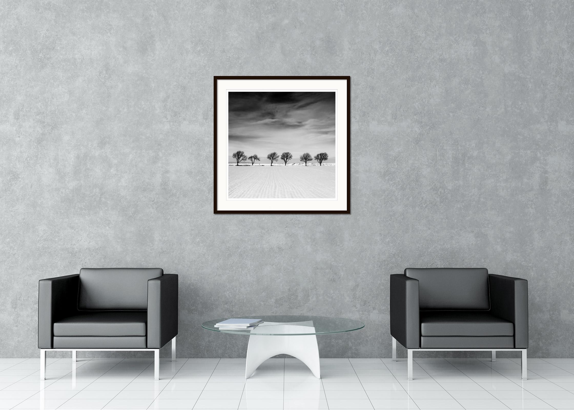 Sechs Bäume im verschneiten Feld, Österreich, Schwarz-Weiß-Fotografie, limitierte Auflage (Grau), Black and White Photograph, von Gerald Berghammer