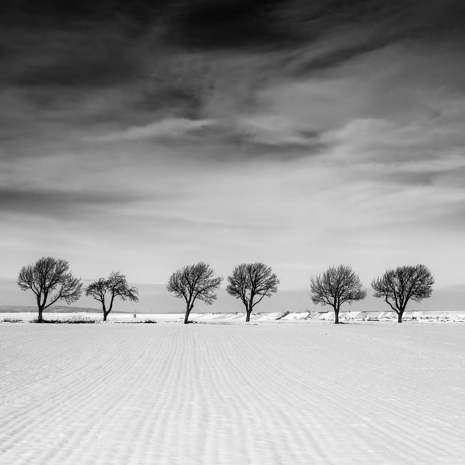 Sechs Bäume im verschneiten Feld, Österreich, Schwarz-Weiß-Landschaftsfotografie