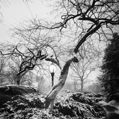 Snow covered Central Park, New York, USA, black and white photography, cityscape
