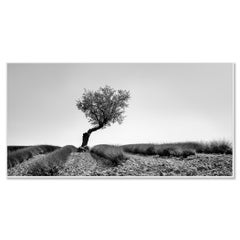 Solitary Tree in Lavender Field – Minimalist Monochrome Panoramic Landscape