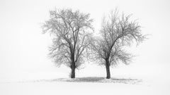Still Winter Morning – Austria, Minimalist Black-and-White Fine Art Photograph