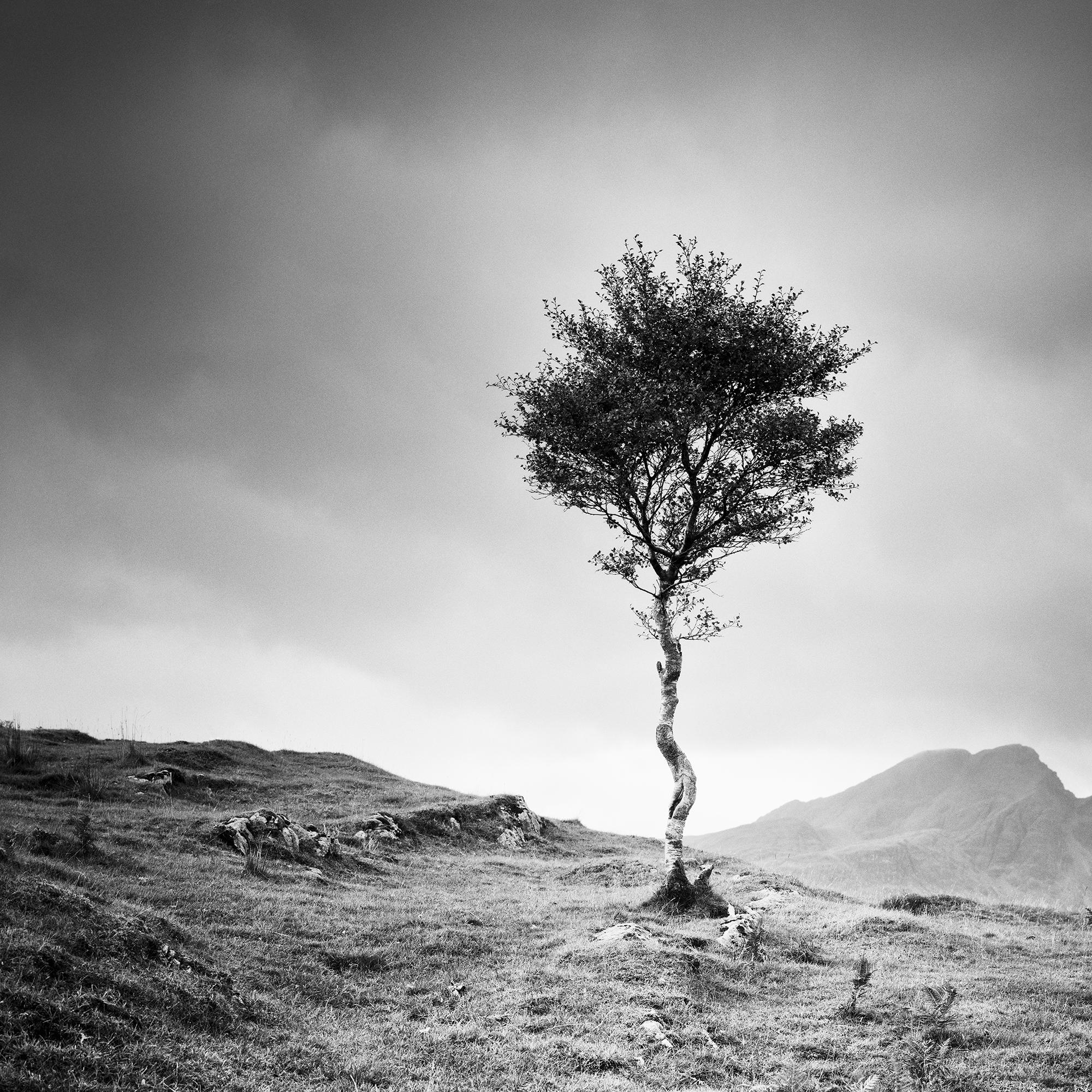 Strong Birch, Isle of Skye, Schottland, monochrome Fotografie, limitierte Auflage im Angebot 5