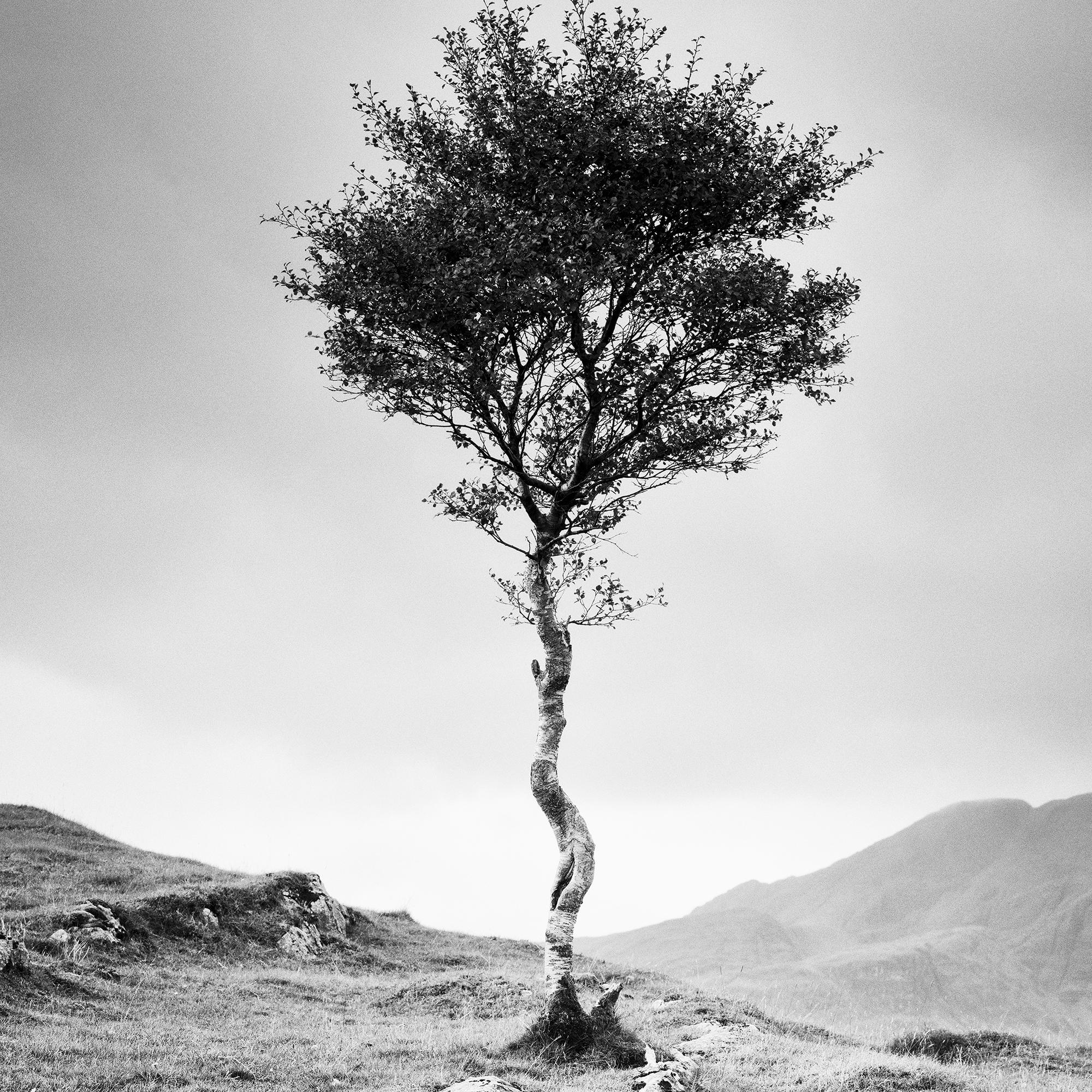 Strong Birch, Isle of Skye, Schottland, monochrome Fotografie, limitierte Auflage im Angebot 6