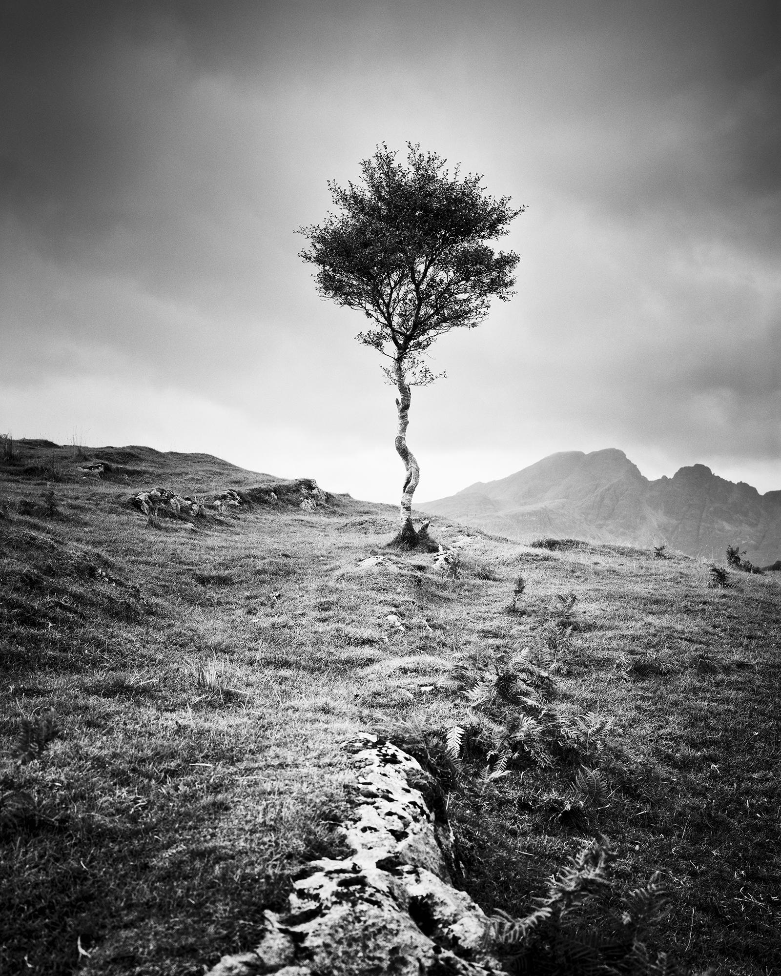 Strong Birch, Isle of Skye, Schottland, monochrome Fotografie, limitierte Auflage – Photograph von Gerald Berghammer