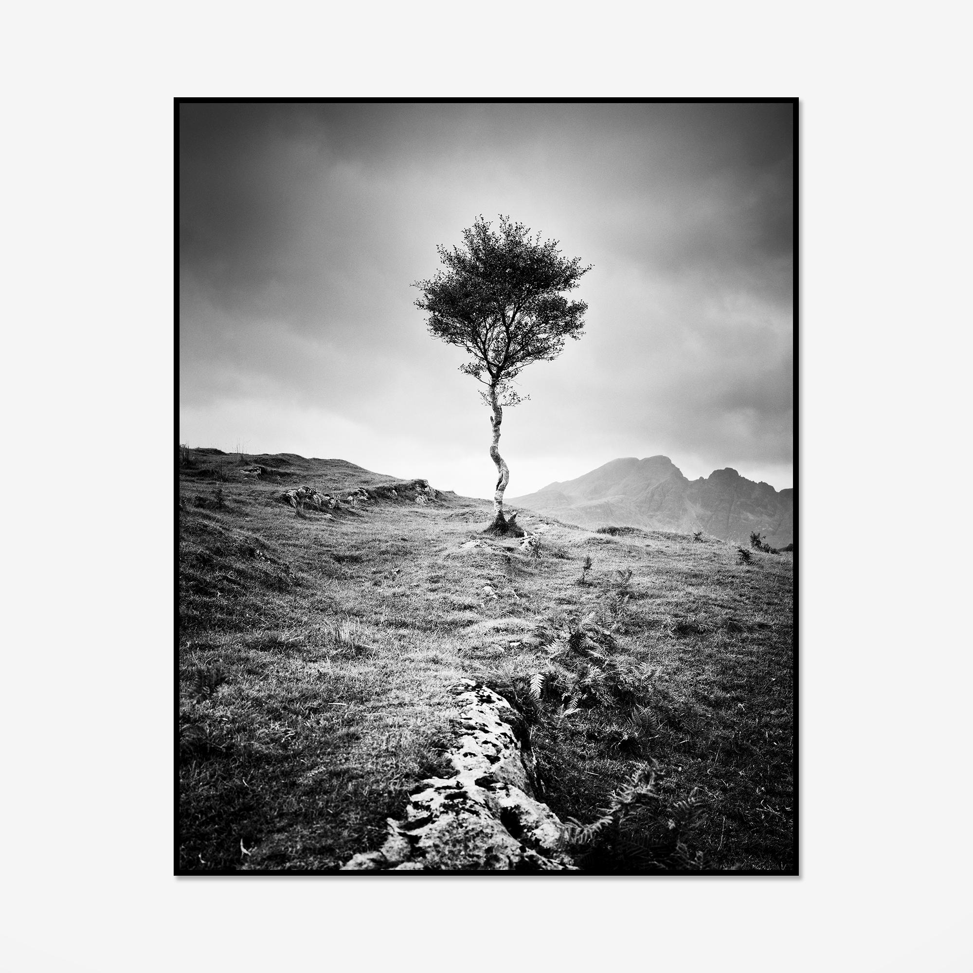 Strong Birch, Isle of Skye, Schottland, monochrome Fotografie, limitierte Auflage (Zeitgenössisch), Photograph, von Gerald Berghammer