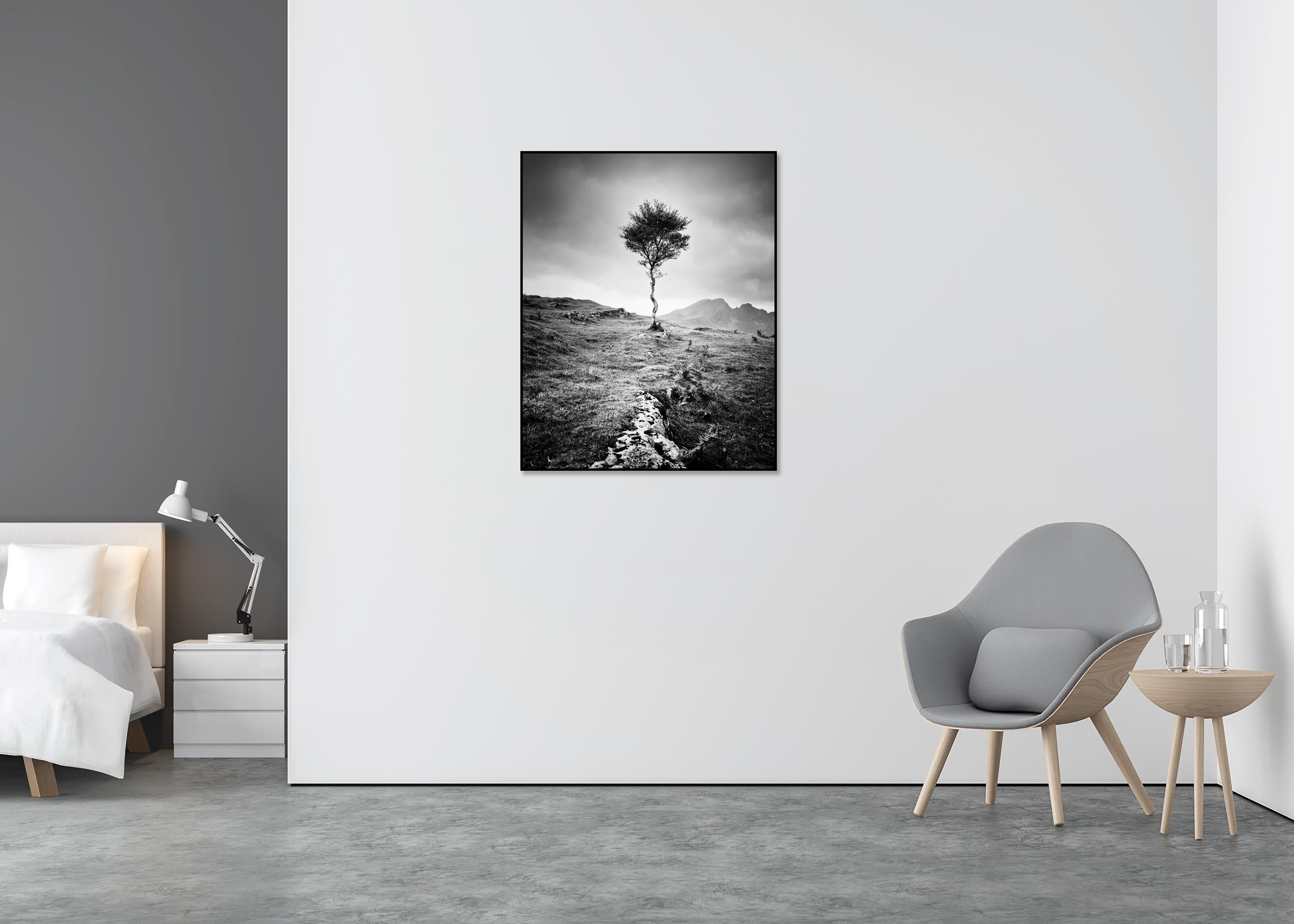 Strong Birch, Isle of Skye, Schottland, monochrome Fotografie, limitierte Auflage (Grau), Landscape Photograph, von Gerald Berghammer
