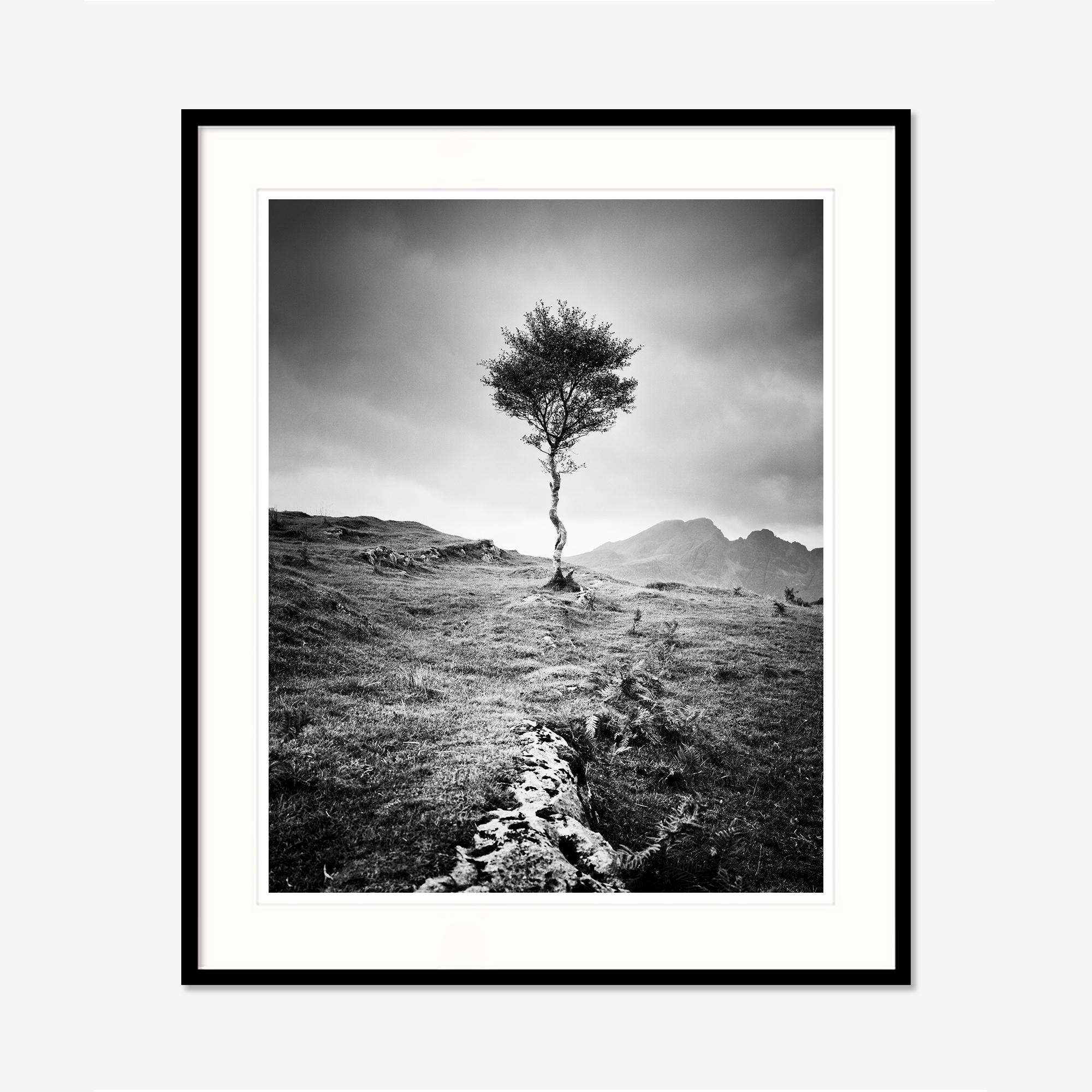 Schwarz-Weiß-Fotografie von Landschaften. Einsame Birke in den Bergen auf der Insel Sky in Schottland. Pigmenttintendruck, Auflage 7, signiert, betitelt, datiert und nummeriert vom Künstler. Mit Echtheitszertifikat. Bedruckt mit einem 4 cm breiten