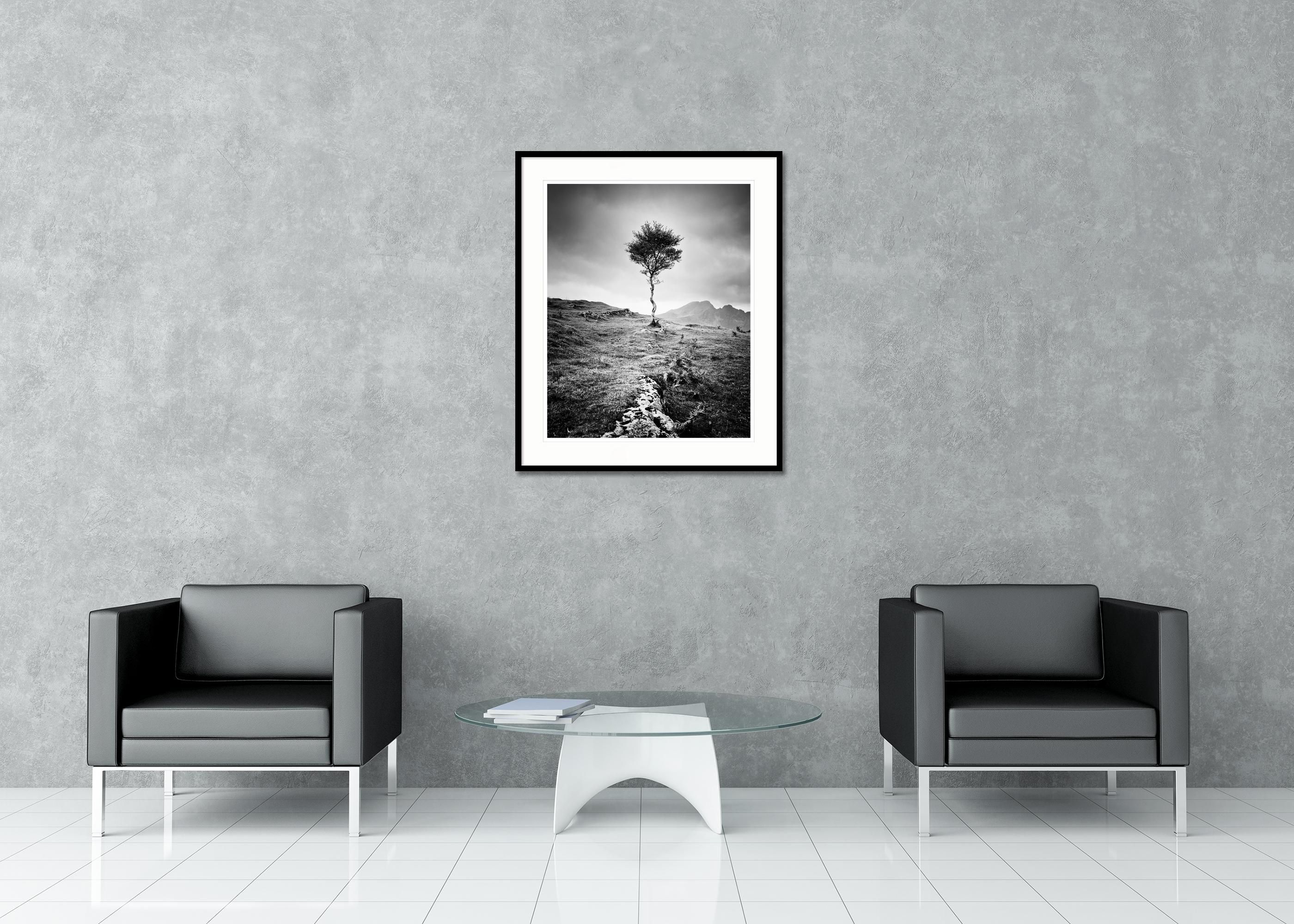 Strong Birch, Isle of Skye, Schottland, monochrome Fotografie, limitierte Auflage im Angebot 1