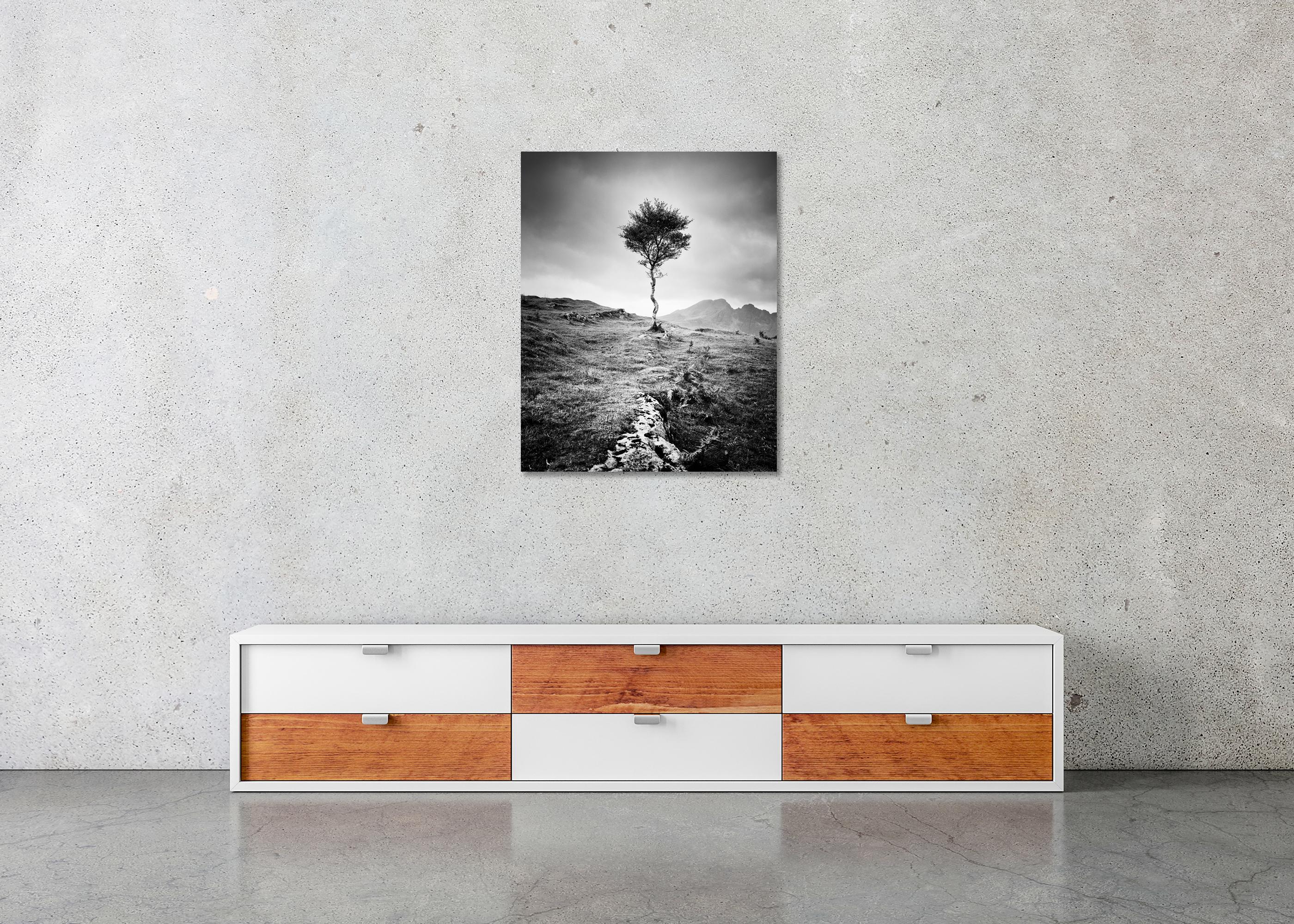 Strong Birch, Isle of Skye, Schottland, monochrome Fotografie, limitierte Auflage im Angebot 3
