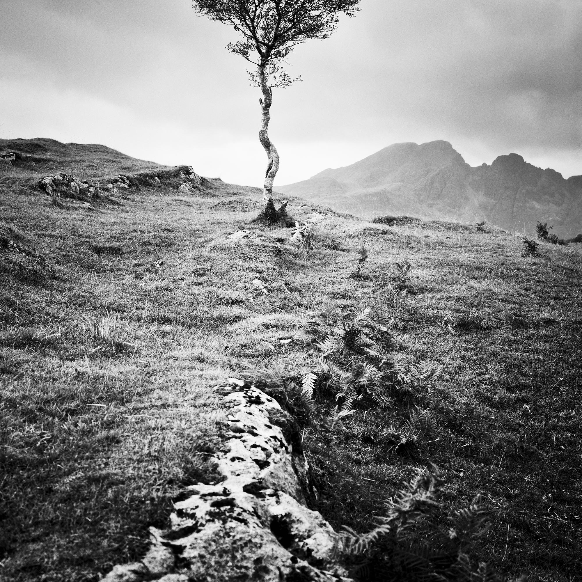 Strong Birch, Isle of Skye, Schottland, monochrome Fotografie, limitierte Auflage im Angebot 4