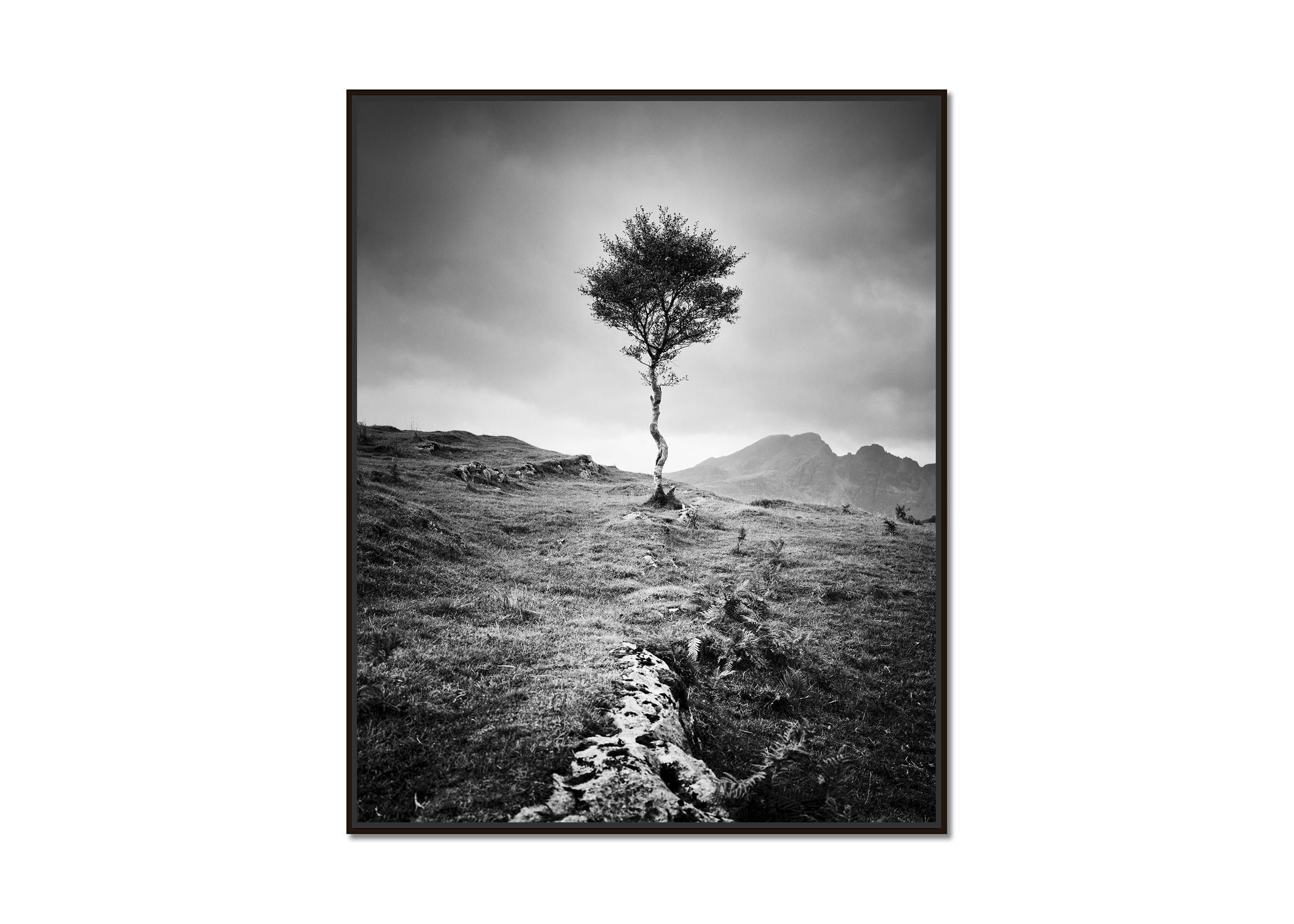 Strong Birch, Isle of Skye, Scotland, black and white photography, landscape - Photograph by Gerald Berghammer