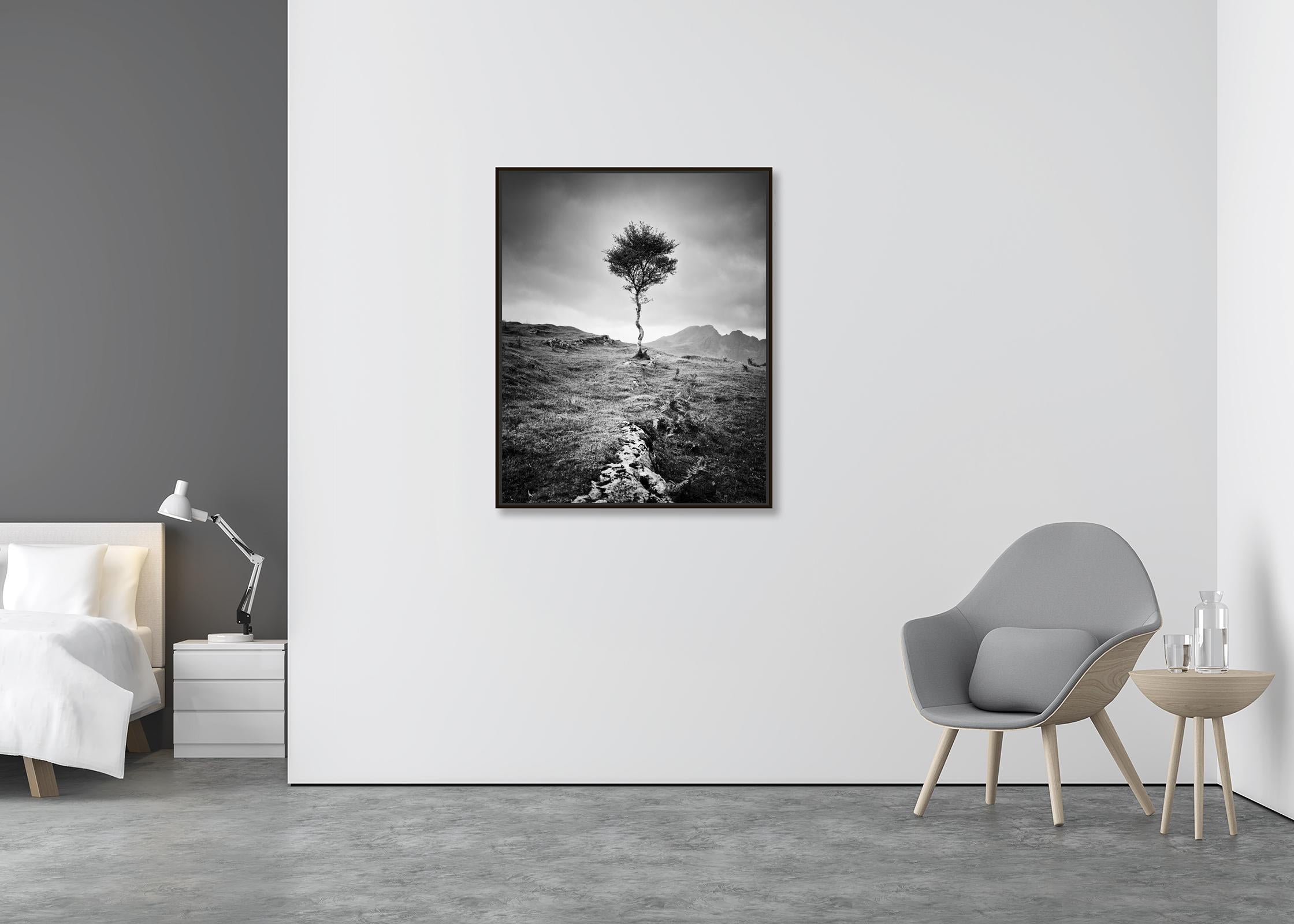Strong Birch, Isle of Skye, Scotland, black and white photography, landscape - Contemporary Photograph by Gerald Berghammer