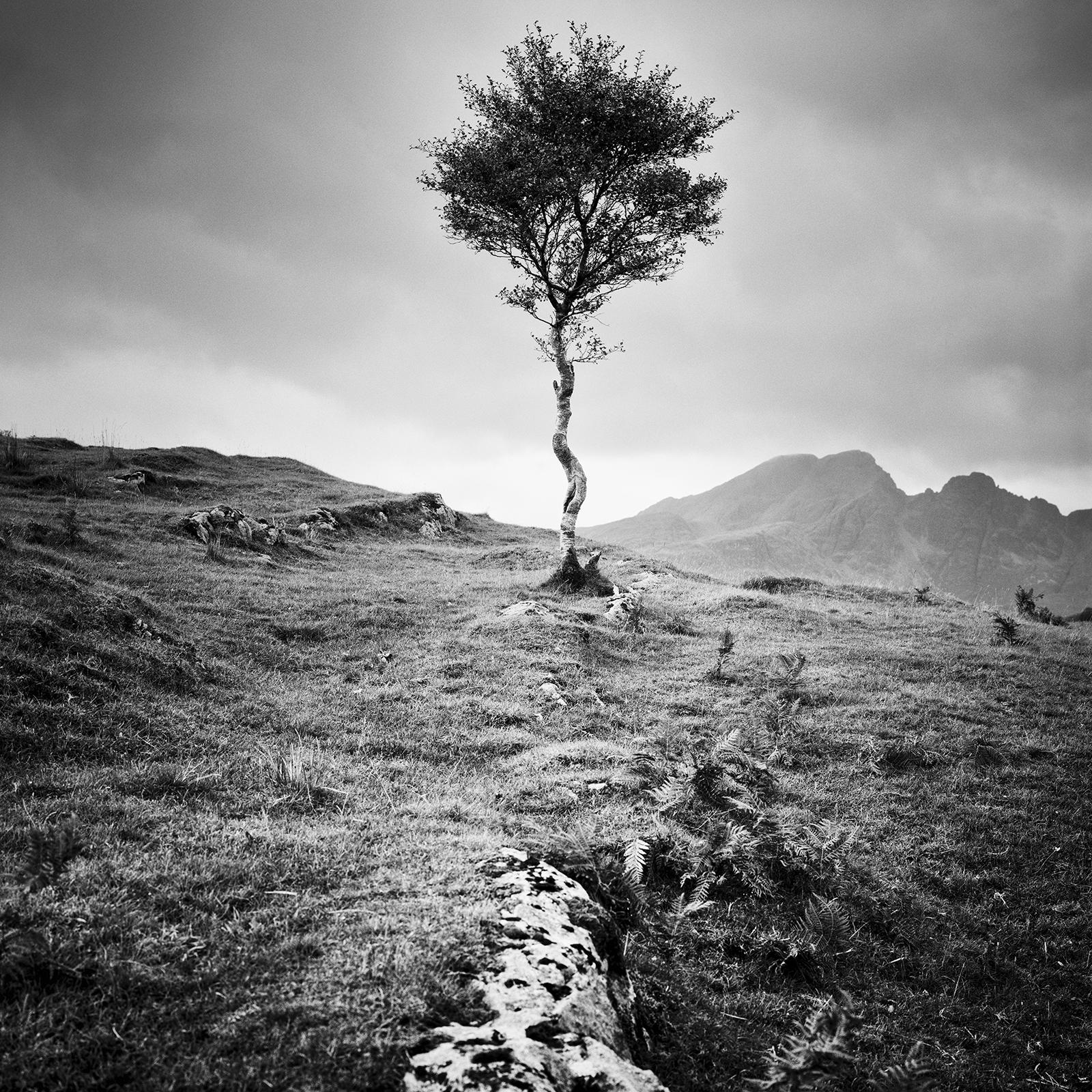 Strong Birch, Isle of Skye, Scotland, black and white photography, landscape For Sale 3