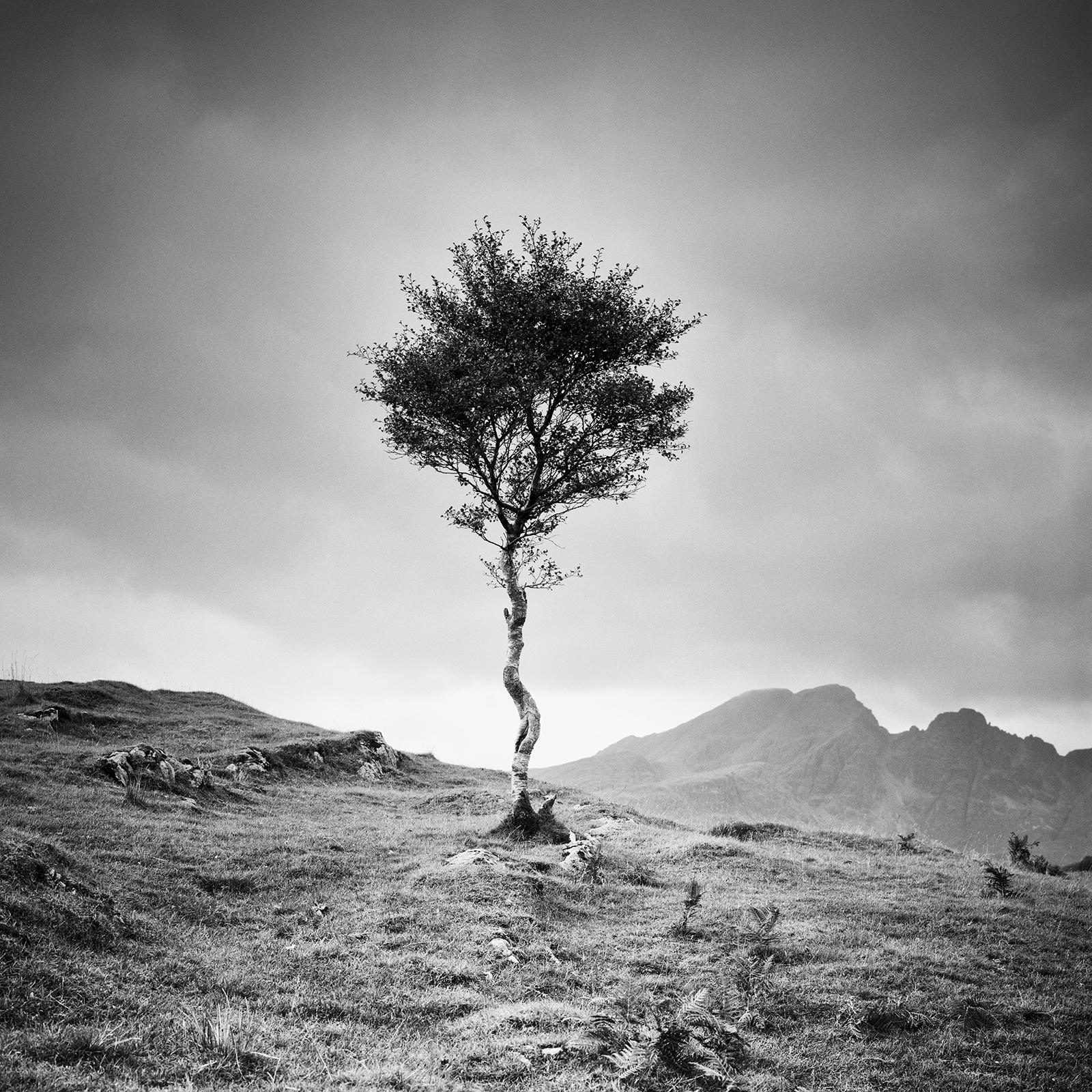Strong Birch, Isle of Skye, Scotland, black and white photography, landscape For Sale 4