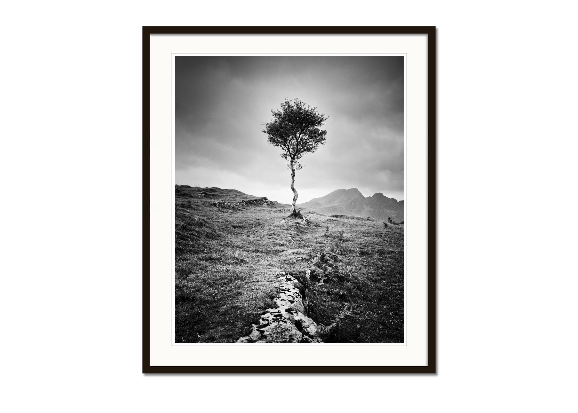 Strong Birch, Isle of Skye, Scotland, black and white photography, landscape - Gray Landscape Photograph by Gerald Berghammer