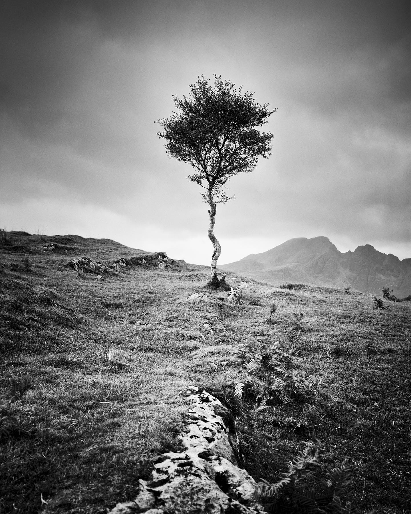 Gerald Berghammer Landscape Photograph - Strong Birch, Isle of Skye, Scotland, black and white photography, landscape