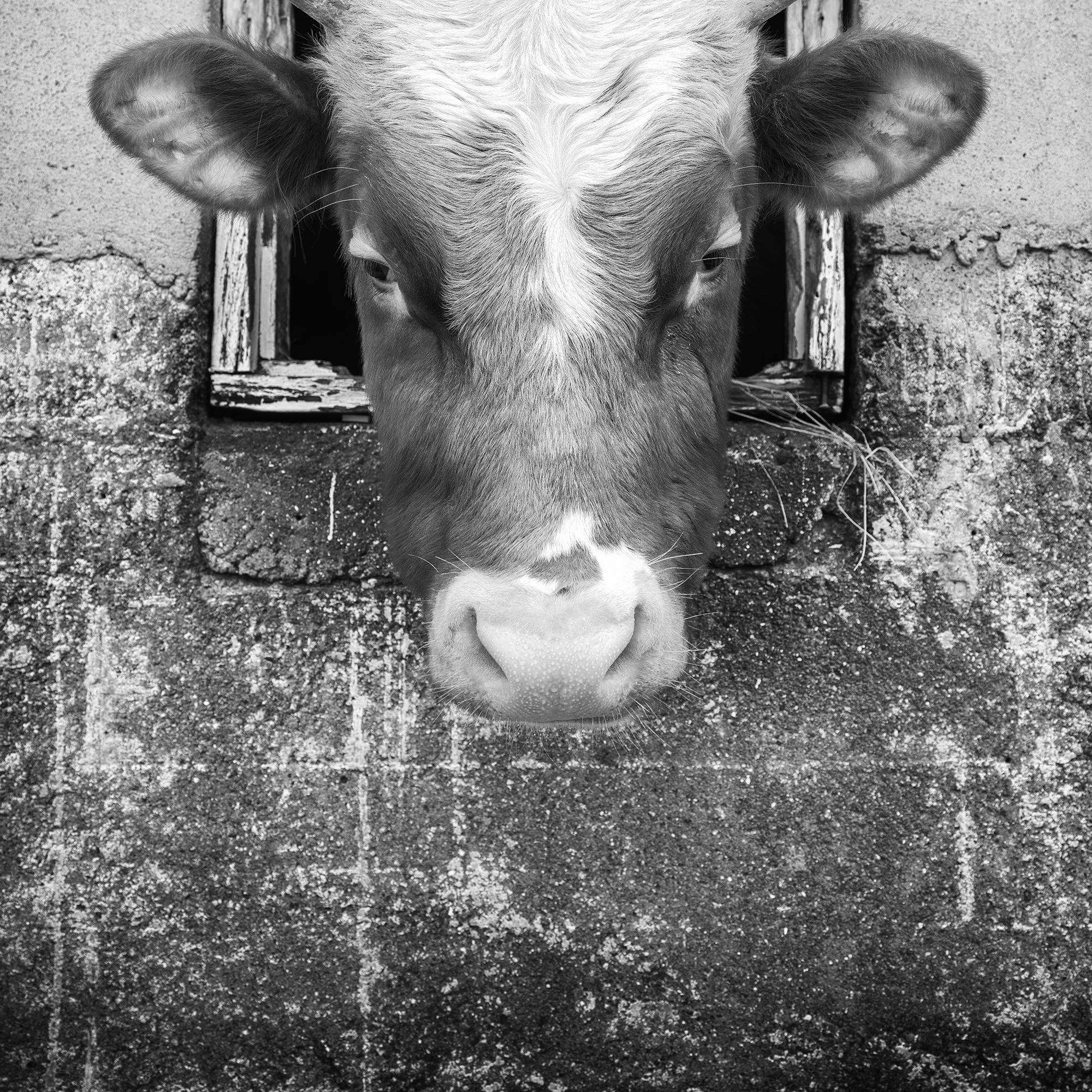 La Vaca Curiosa, Islas Feroe en venta 5