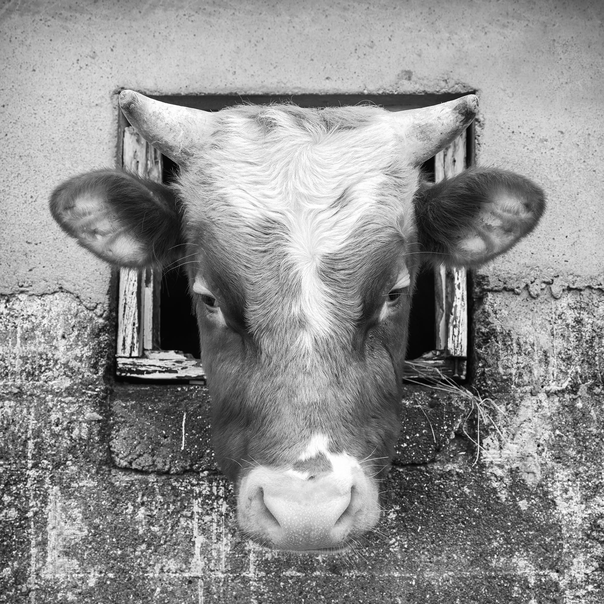 La Vaca Curiosa, Islas Feroe en venta 6