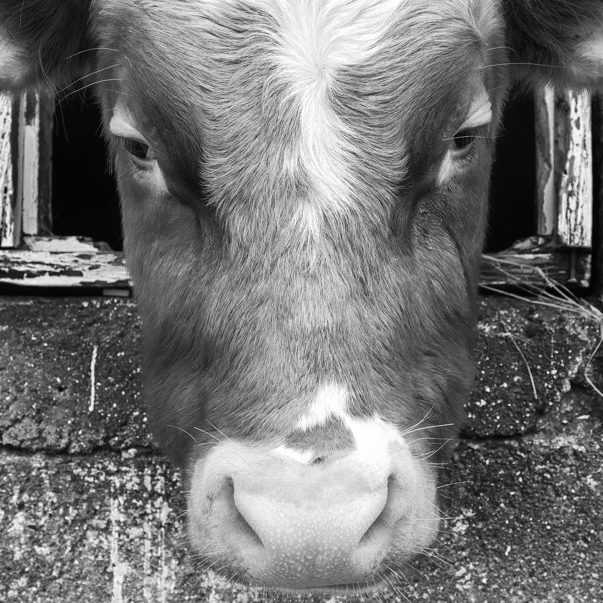 La Vaca Curiosa, Islas Feroe en venta 7