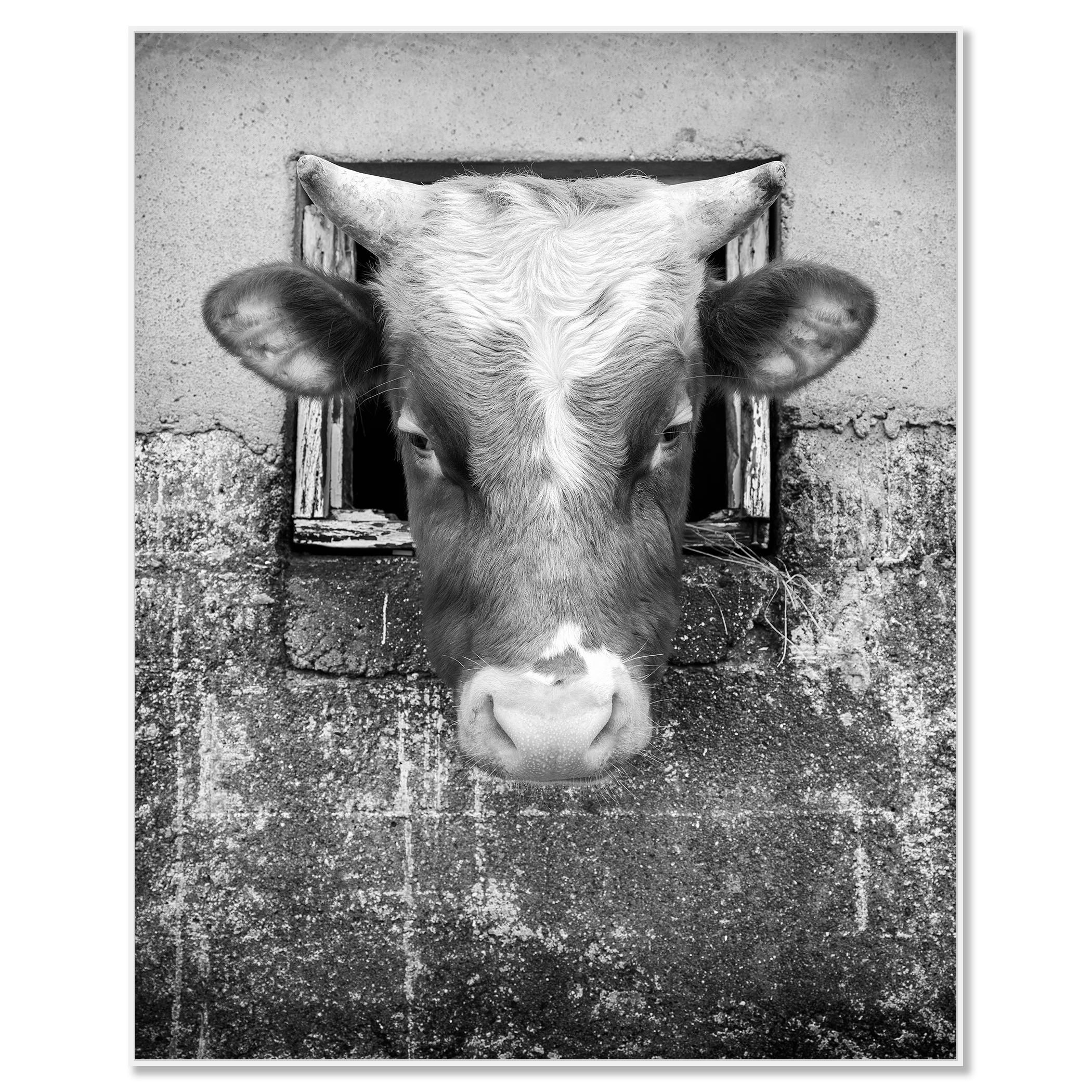 La Vaca Curiosa, Islas Feroe - Photograph de Gerald Berghammer