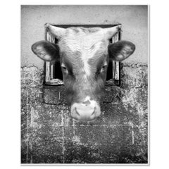 The Curious Cow, Faroe Islands