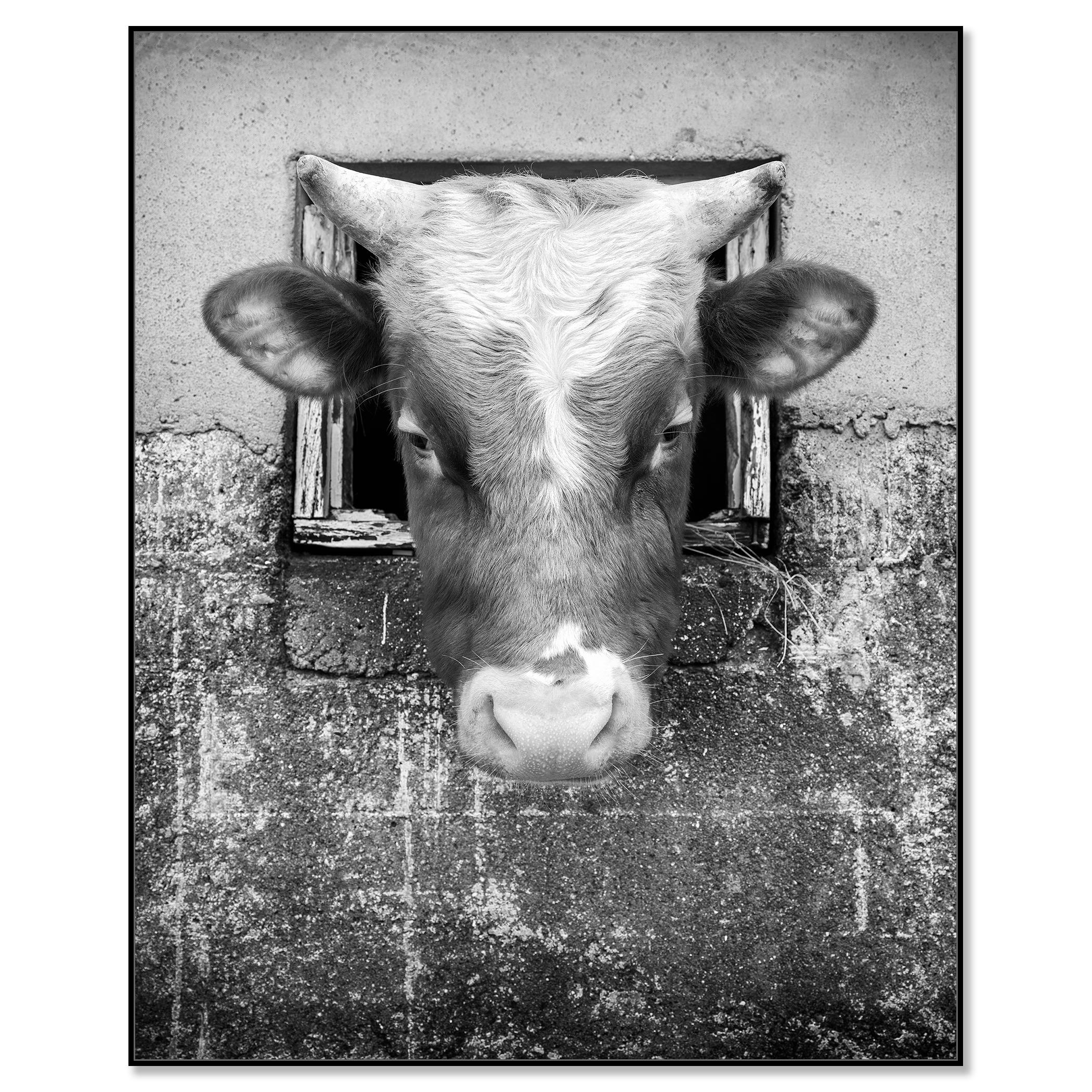 La Vaca Curiosa, Islas Feroe - Photograph Contemporáneo de Gerald Berghammer