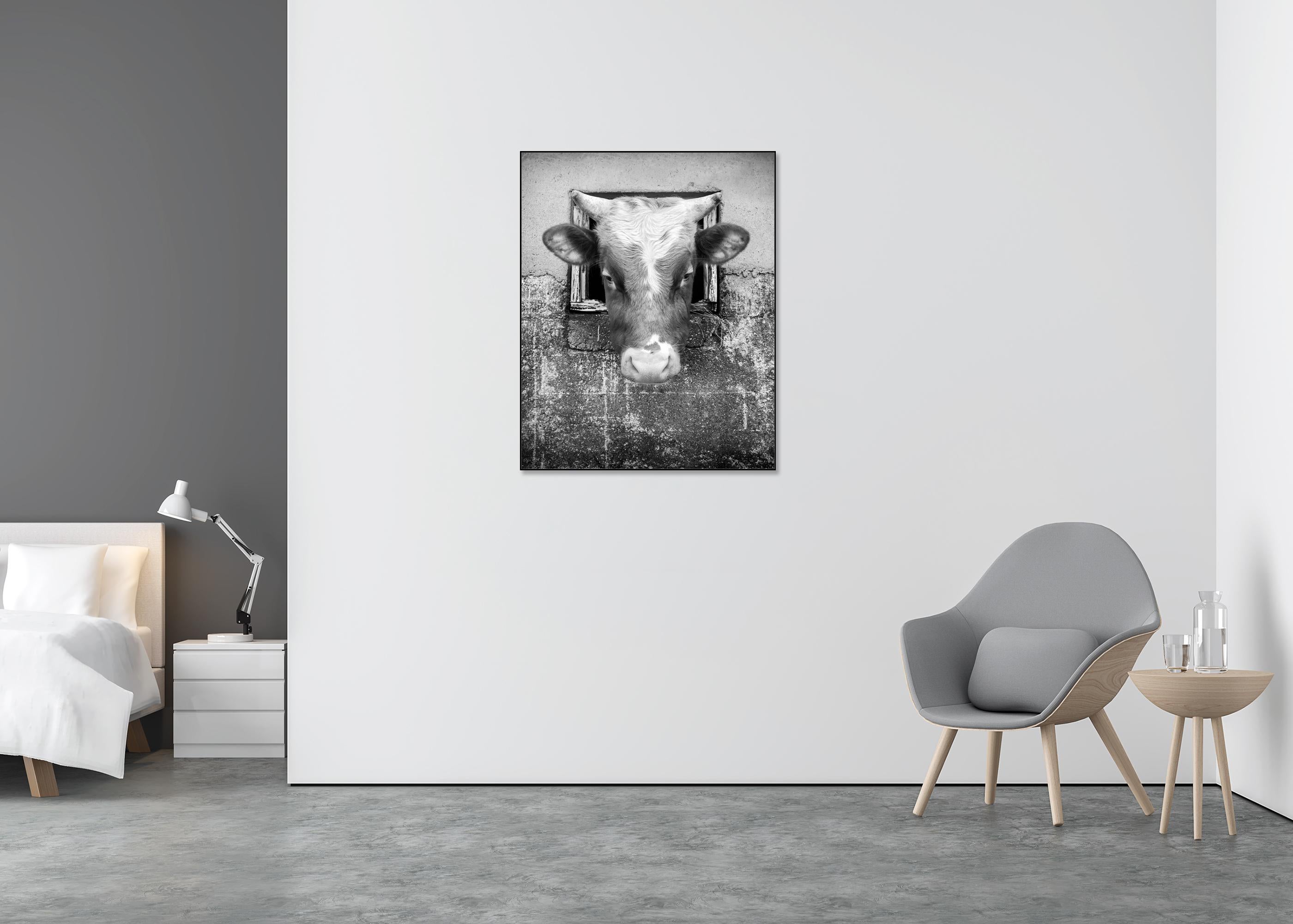La Vaca Curiosa, Islas Feroe - Black and White Photograph Gris de Gerald Berghammer