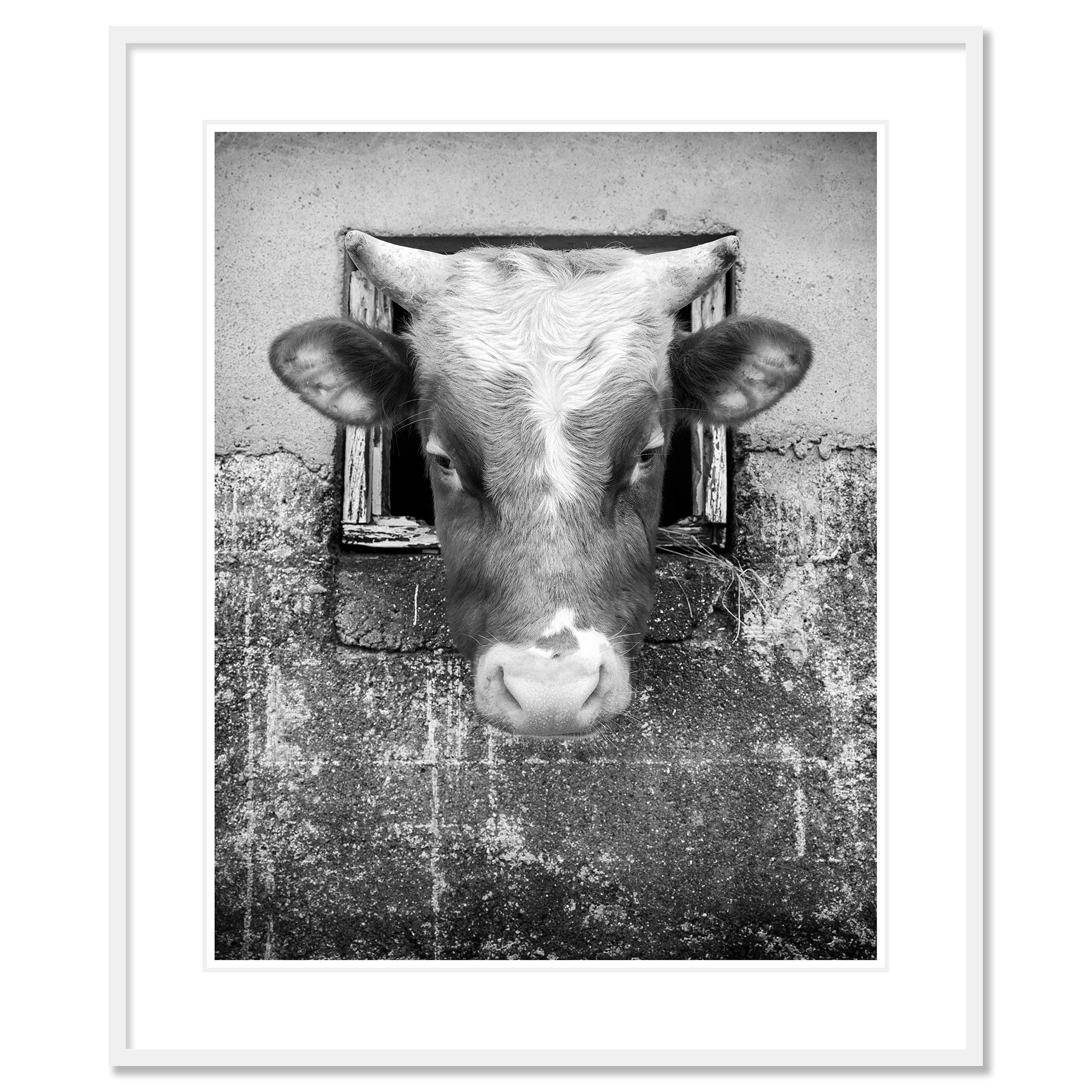 La Vaca Curiosa Estudio 1, Islas Feroe - nº 21359
Impresión en tinta de pigmento de archivo, edición de 9. Firmada, titulada, fechada y numerada por el artista. Certificado de autenticidad incluido. Impreso con un borde blanco de 4 cm.

Más